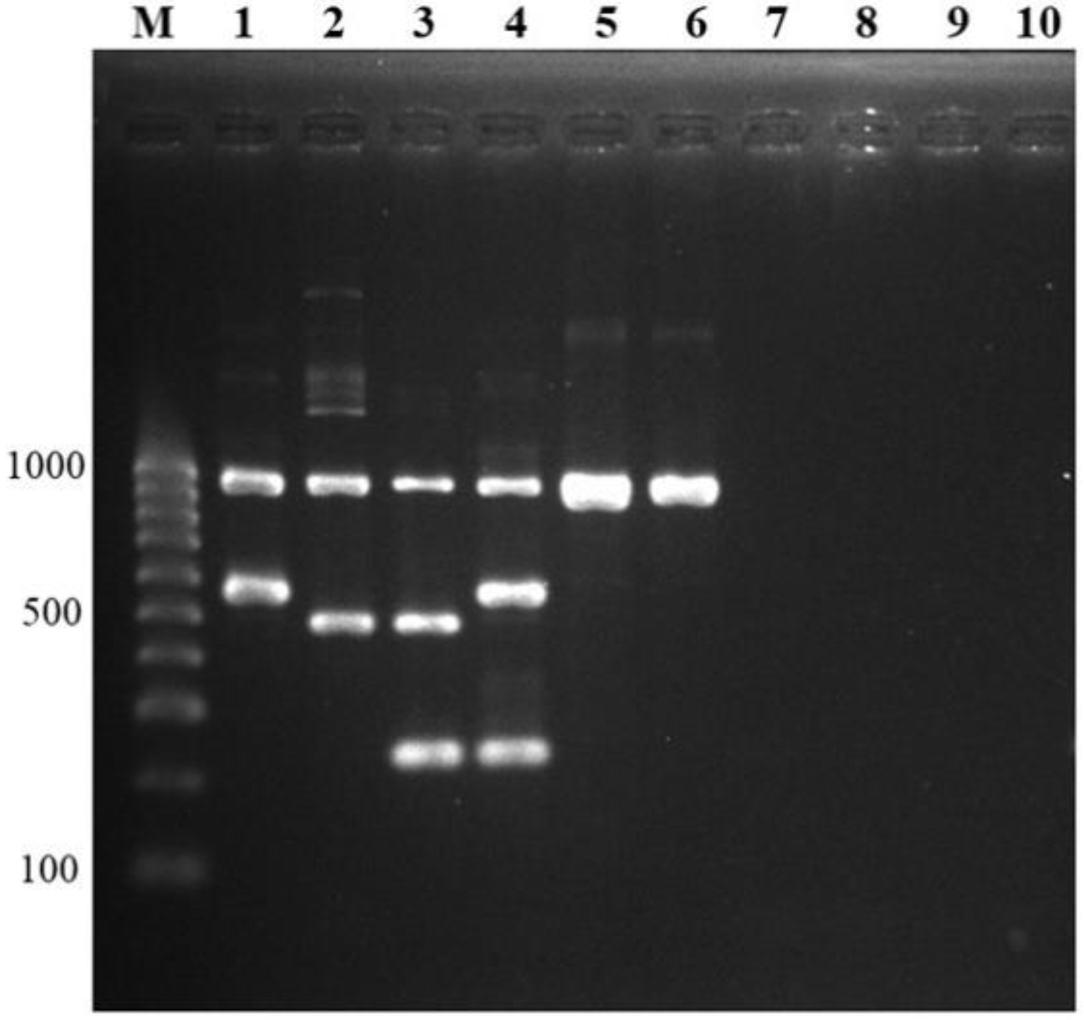 Pathogens 10 00996 g003