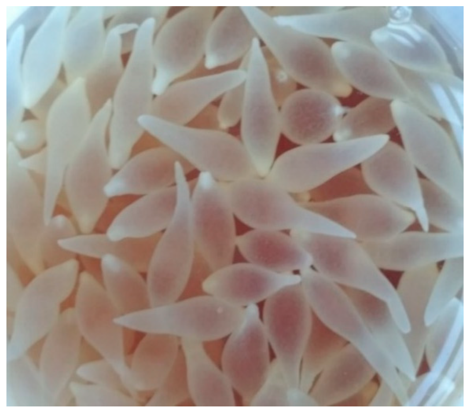 Pathogens 10 01029 g001 550