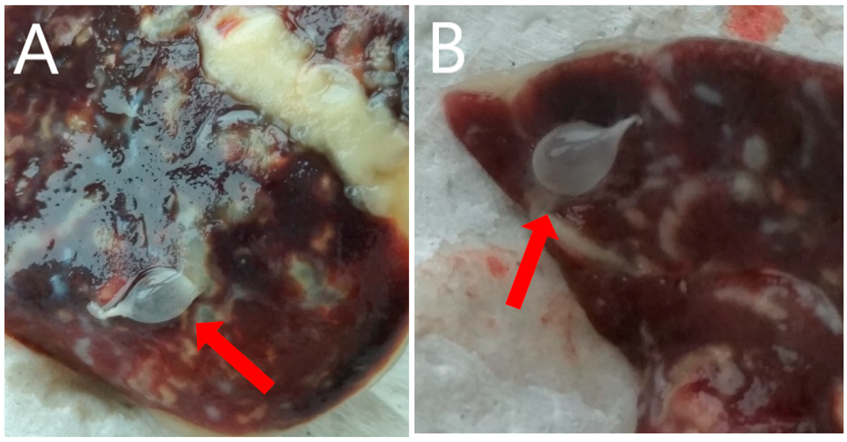Pathogens 10 01029 g002 550