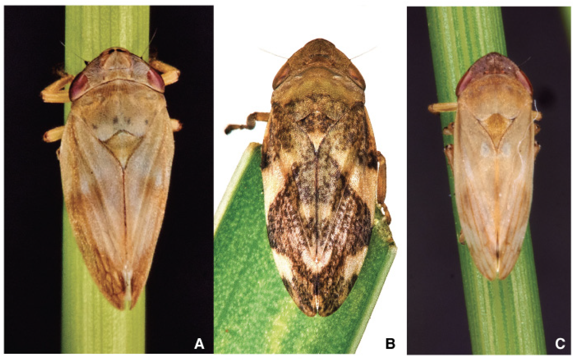 Pathogens 10 01035 g003 Pathogens 10 01035 g003
