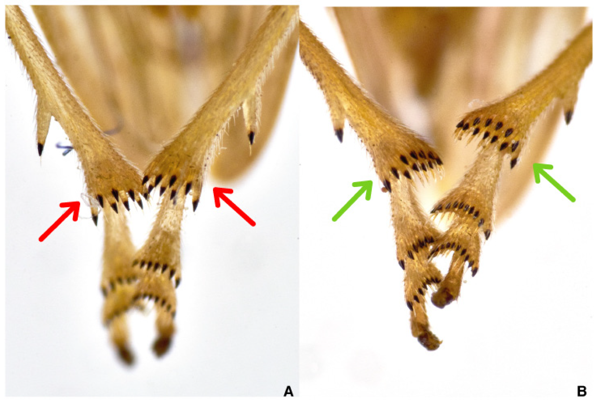 Pathogens 10 01035 g004 Pathogens 10 01035 g004