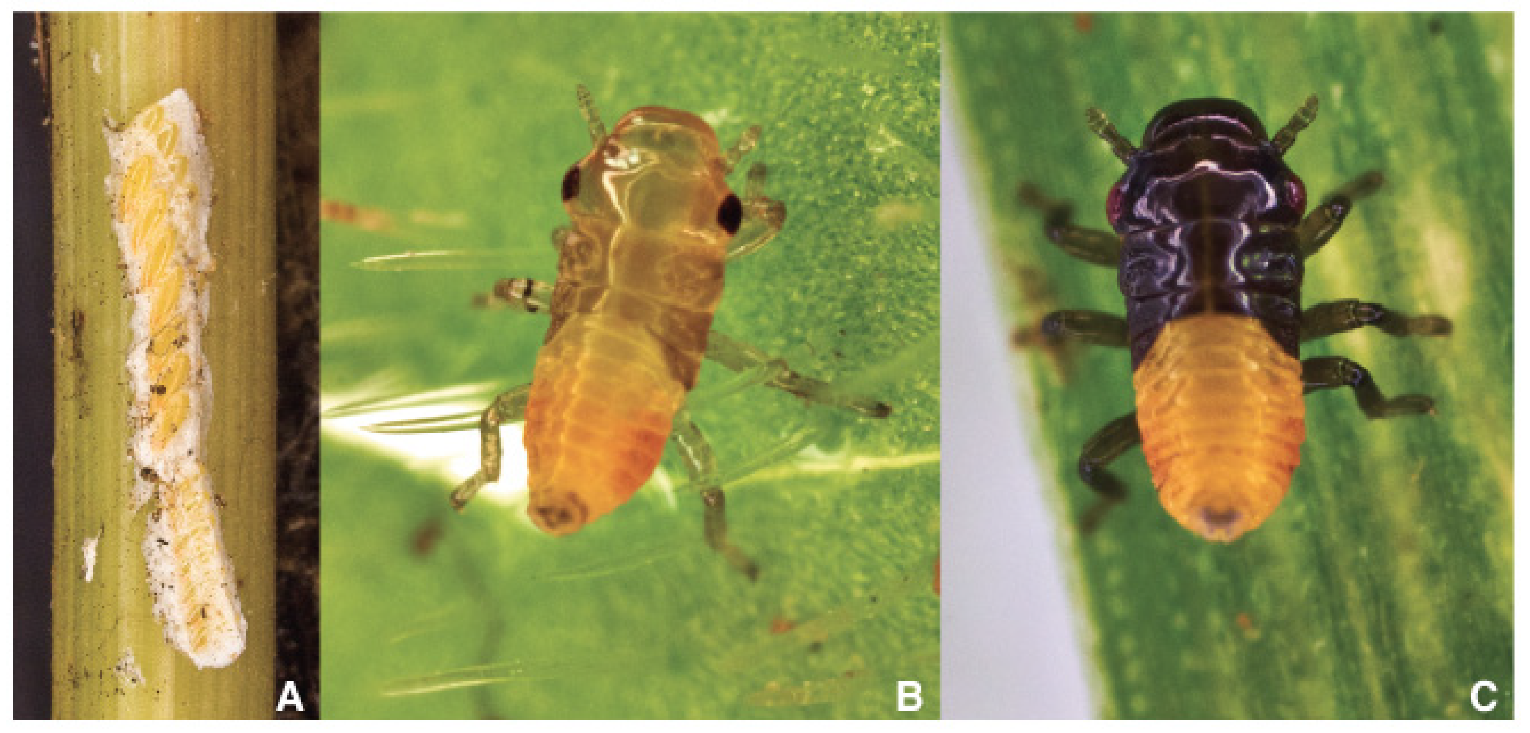 Pathogens 10 01035 g006 Pathogens 10 01035 g006