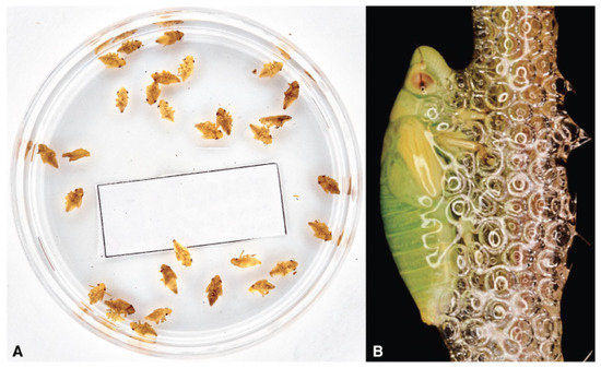 Pathogens 10 01035 g007 550