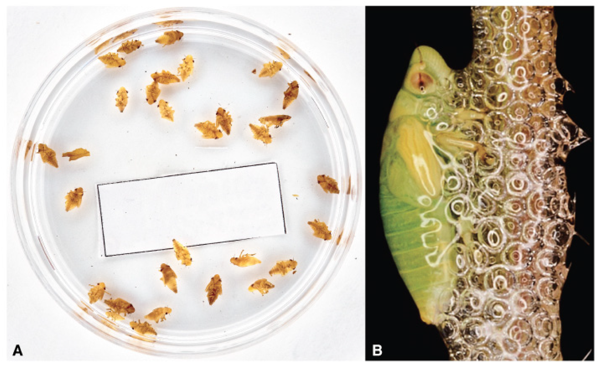 Pathogens 10 01035 g007 Pathogens 10 01035 g007