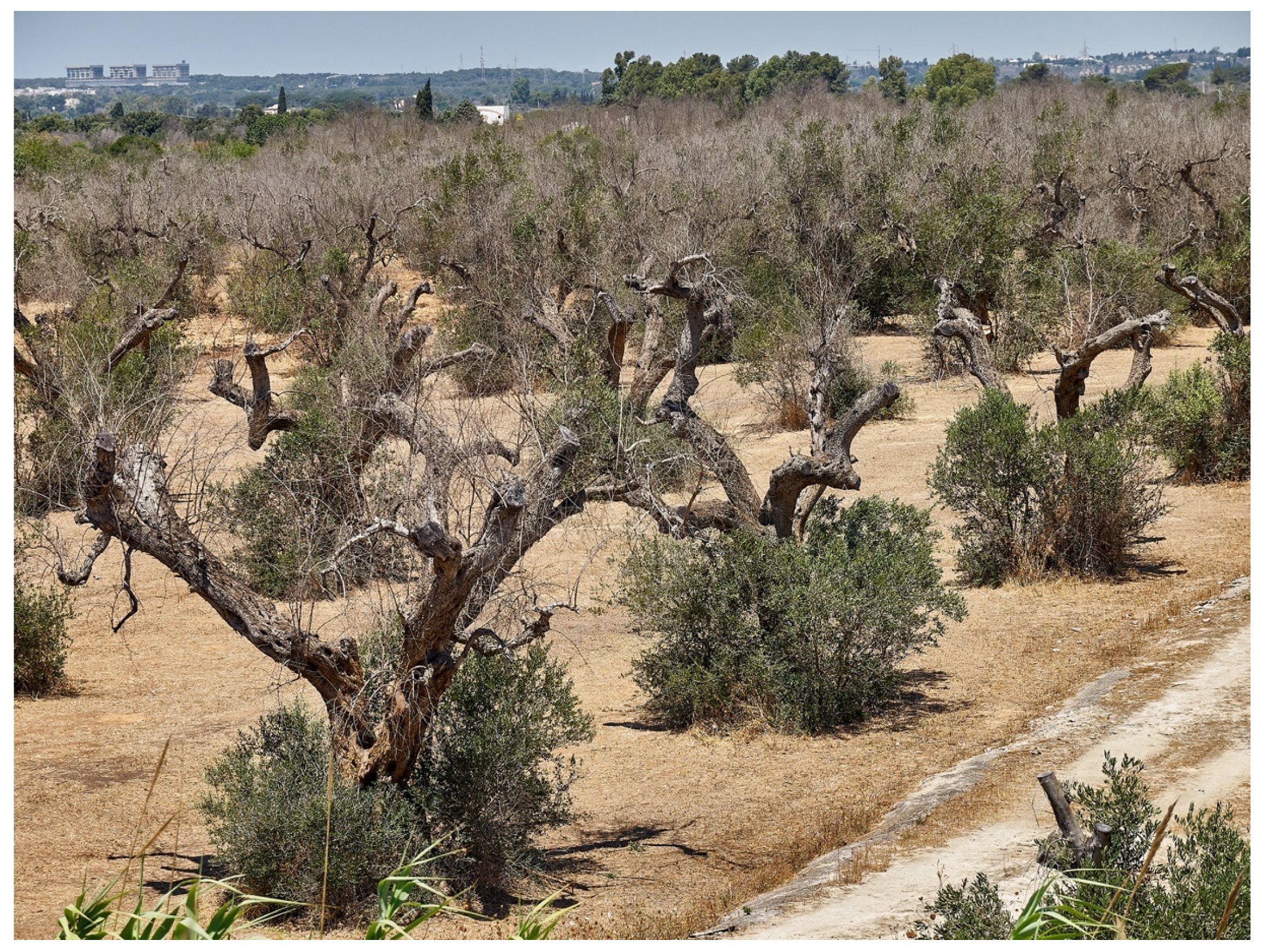 Pathogens 10 01035 g012 Pathogens 10 01035 g012