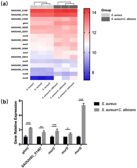 キューピー Staphylococcus aureus Synergized with Candida albicans to