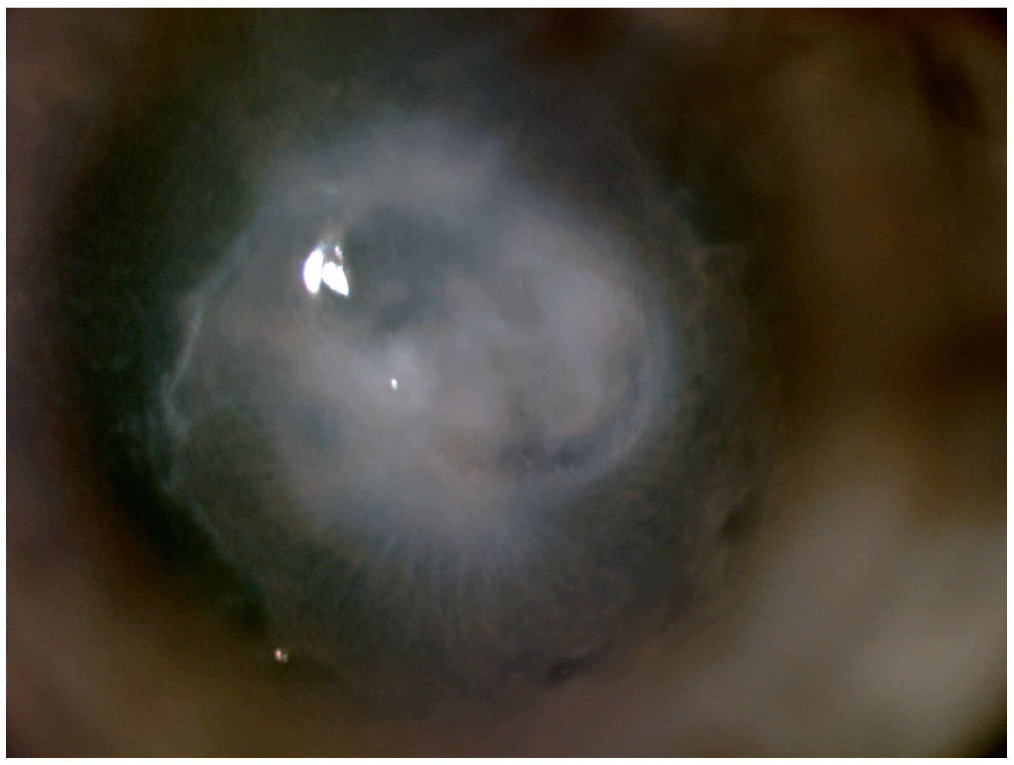 Pathogens 10 01046 g003 Pathogens 10 01046 g003