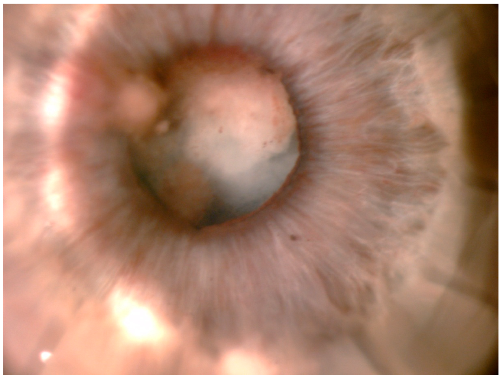 Pathogens 10 01046 g007 Pathogens 10 01046 g007