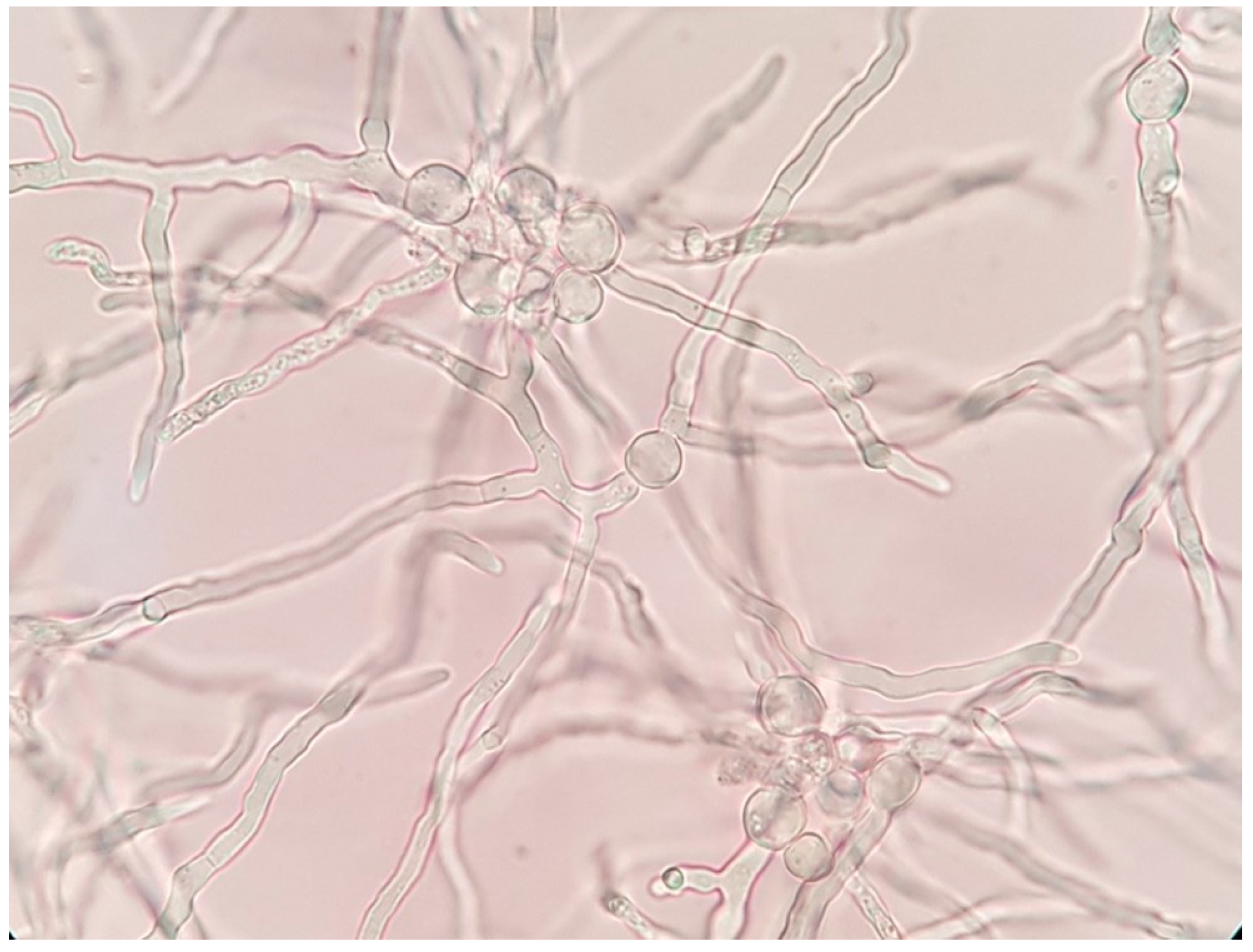 Pathogens 10 01046 g008 Pathogens 10 01046 g008