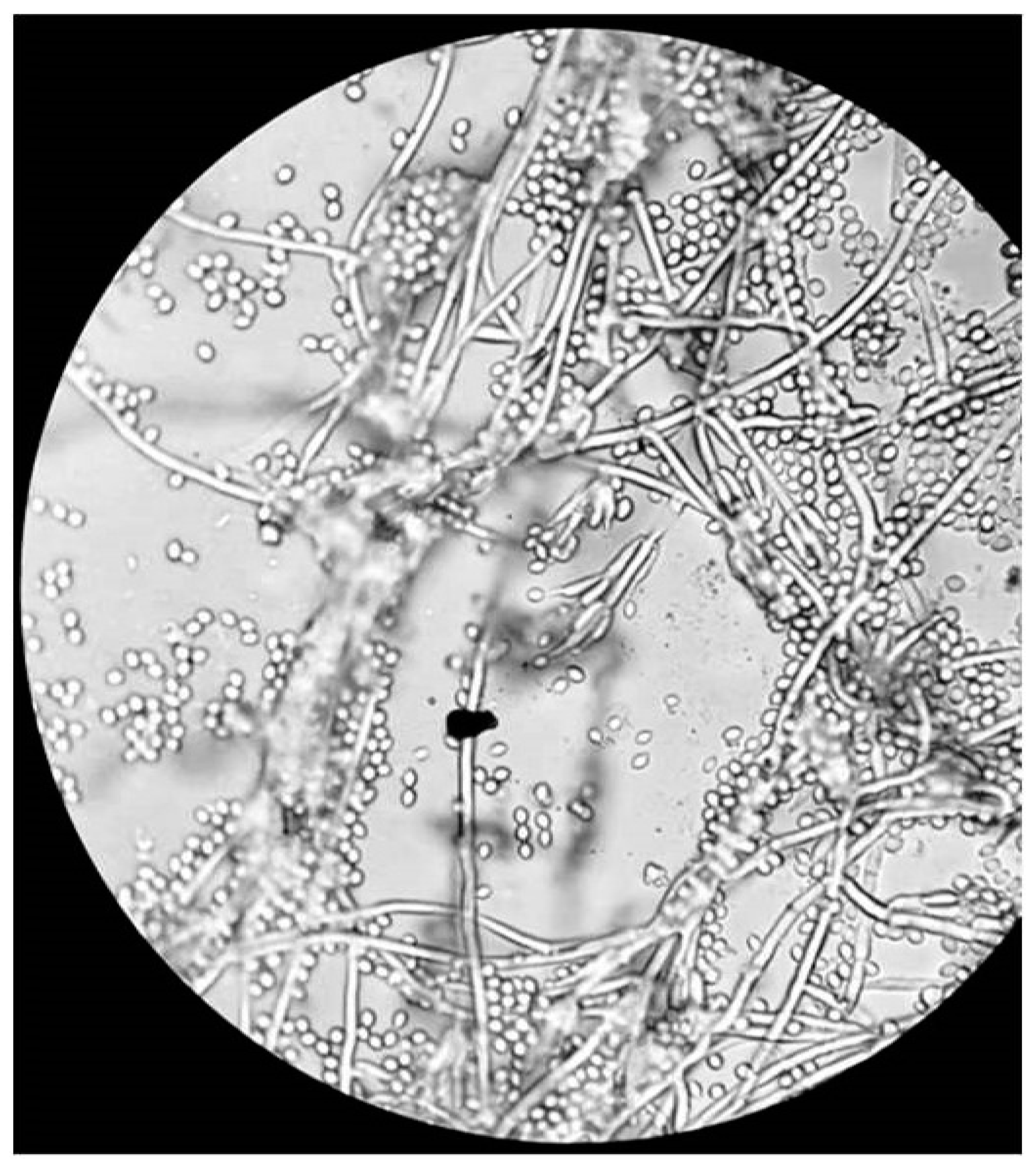 Pathogens 10 01046 g009 Pathogens 10 01046 g009