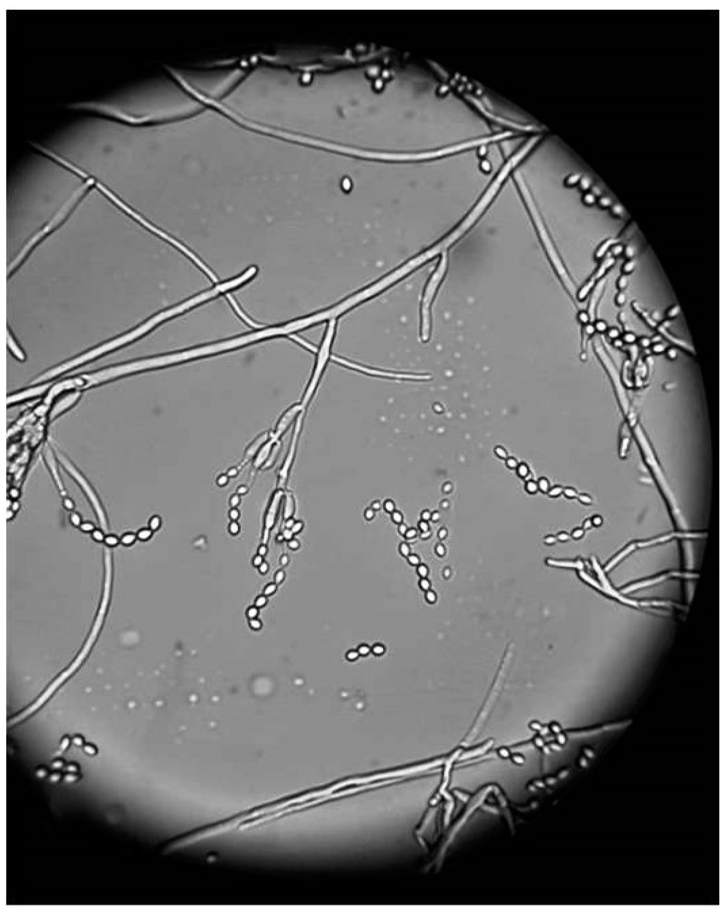 Pathogens 10 01046 g010 Pathogens 10 01046 g010