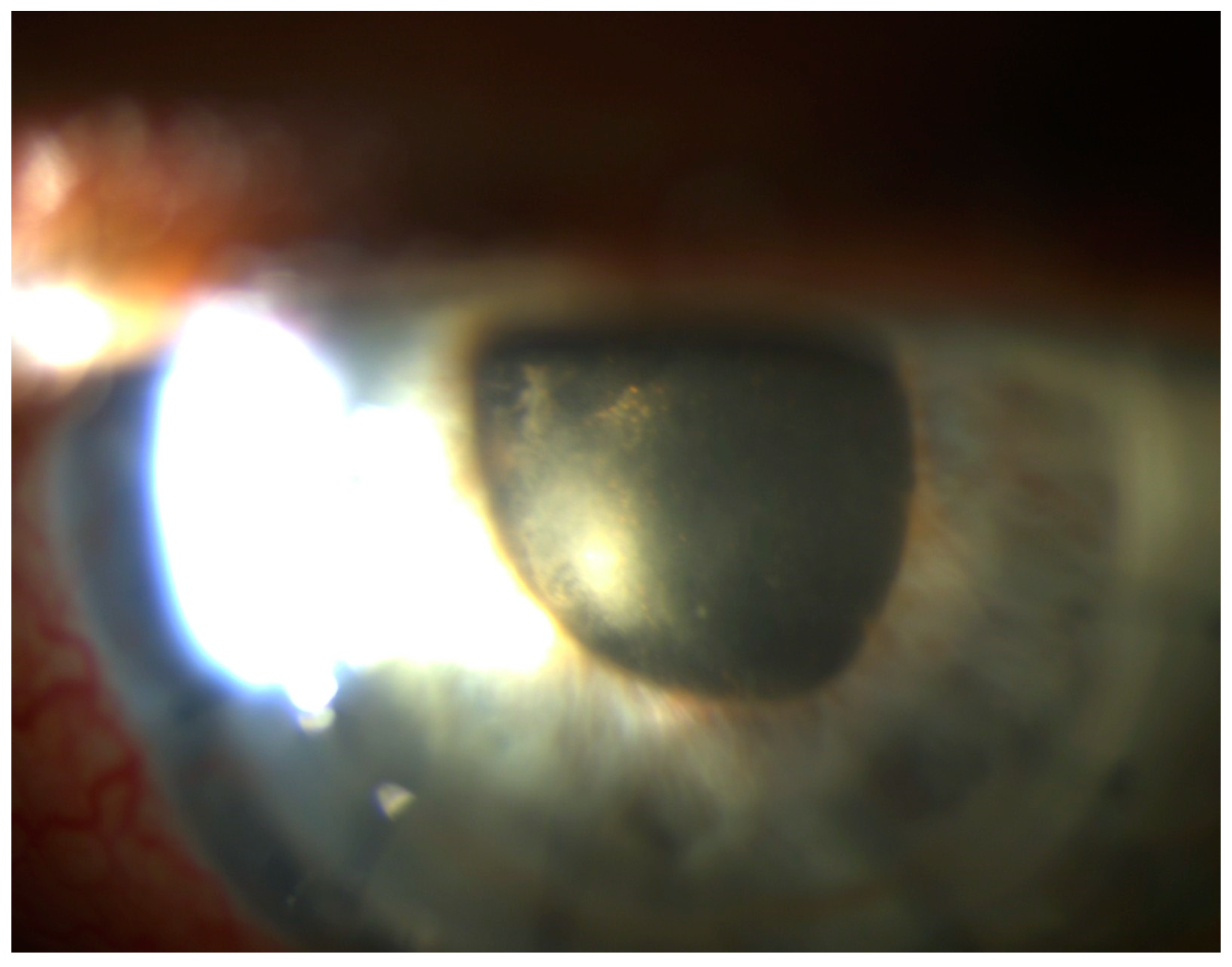 Pathogens 10 01046 g013 Pathogens 10 01046 g013