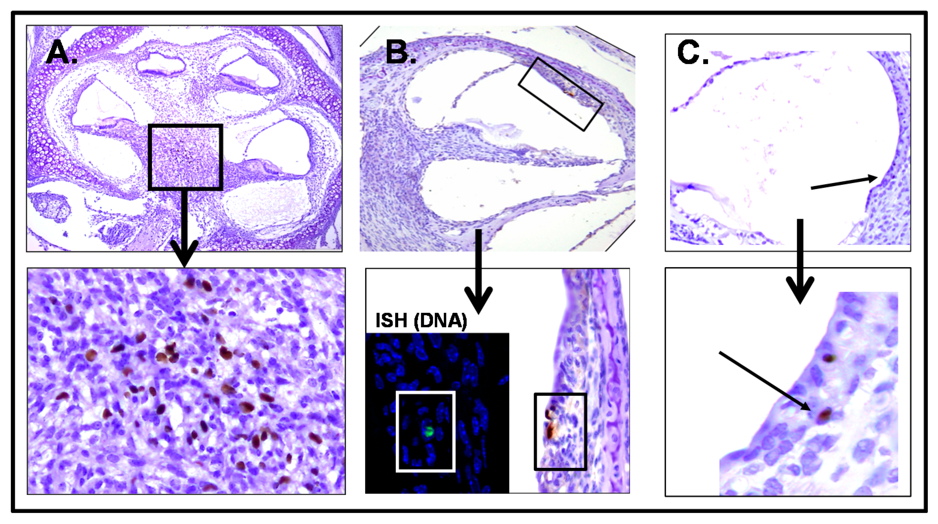 Pathogens 10 01062 g005