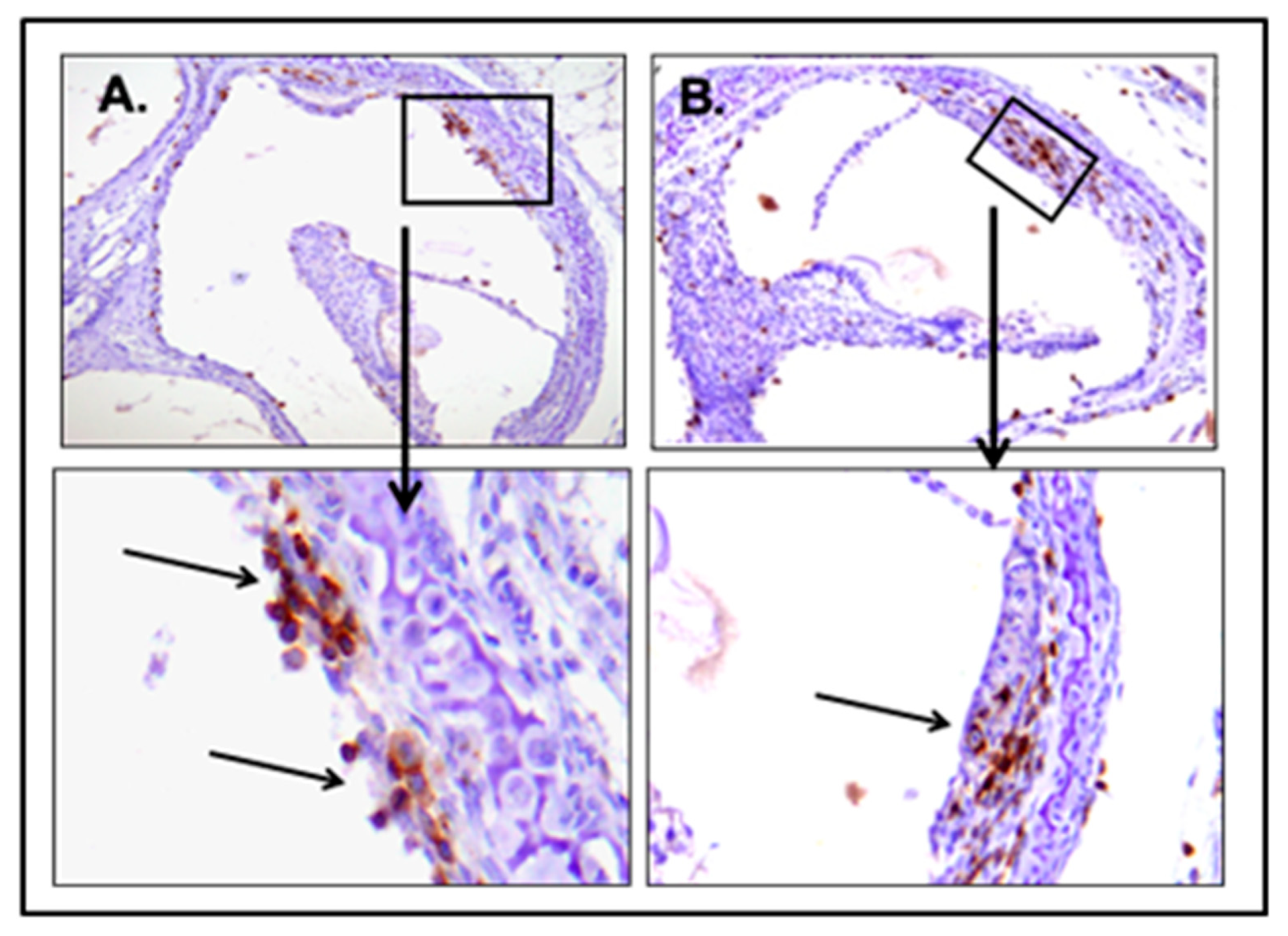 Pathogens 10 01062 g007
