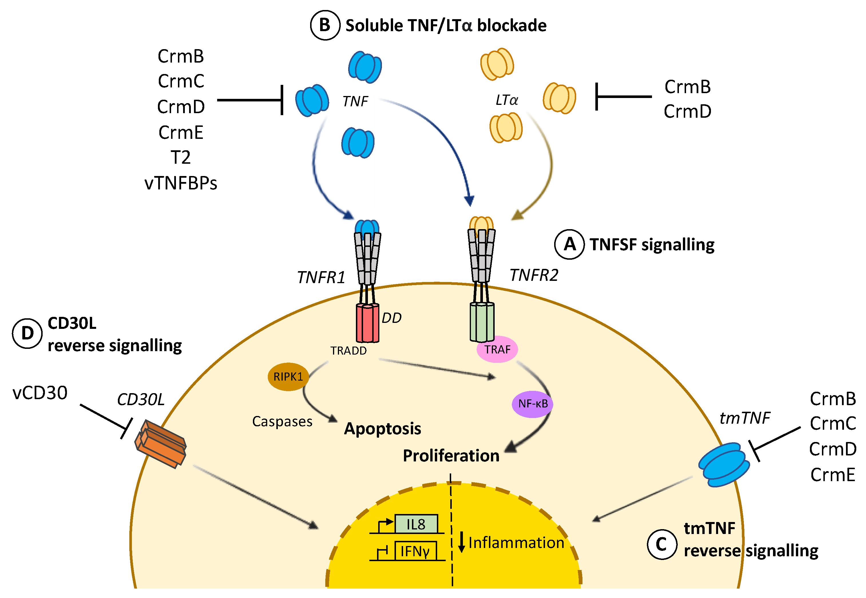 Pathogens 10 01065 g001 Pathogens 10 01065 g001