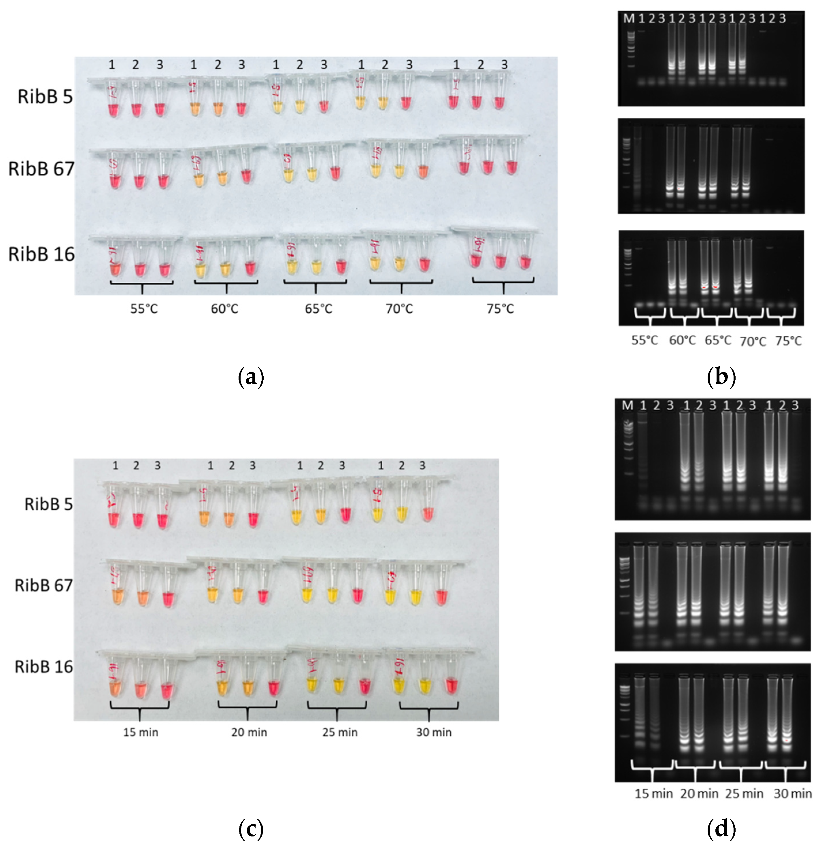 Pathogens 10 01071 g001