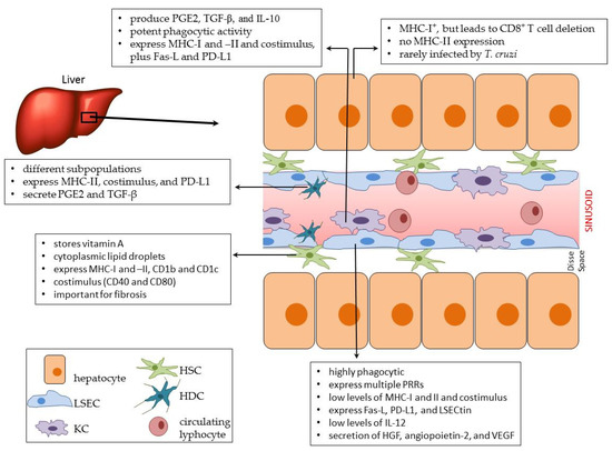 The Liver and the Hepatic Immune Response in Trypanosoma