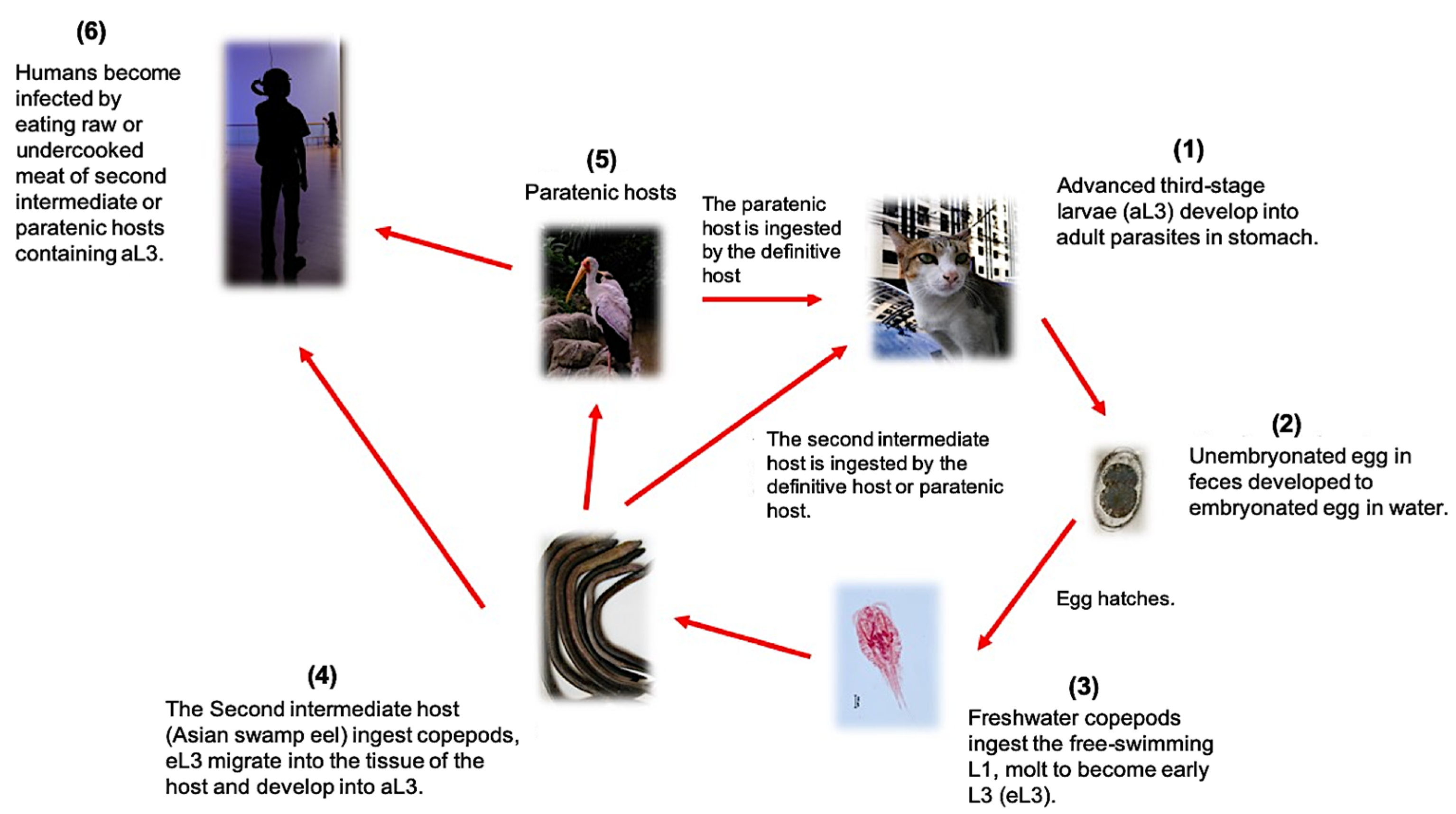 Pathogens Free Full Text Proteomics Of Gnathostomiasis A Way Forward For Diagnosis And Treatment Development Html