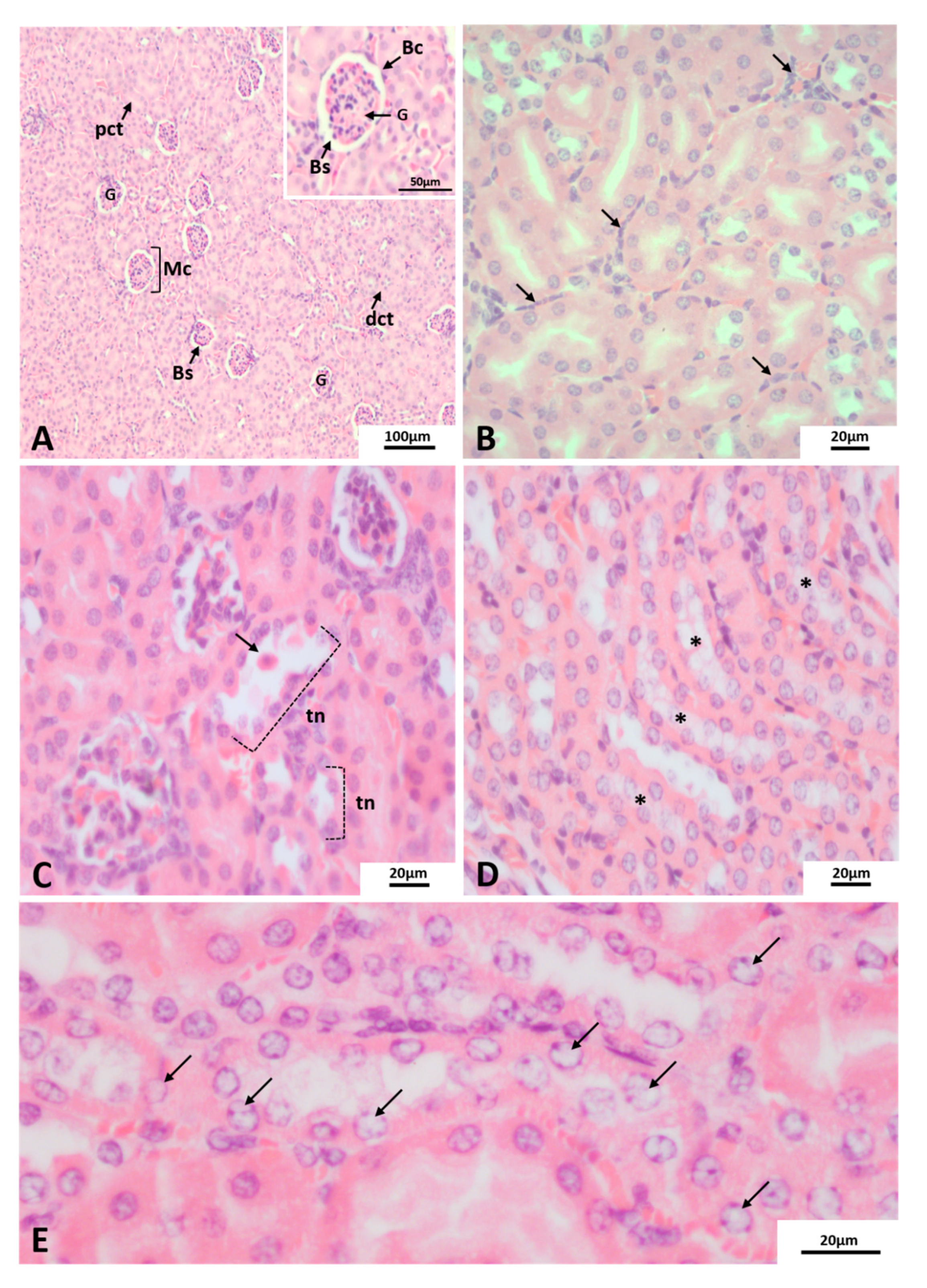Pathogens 10 01084 g003