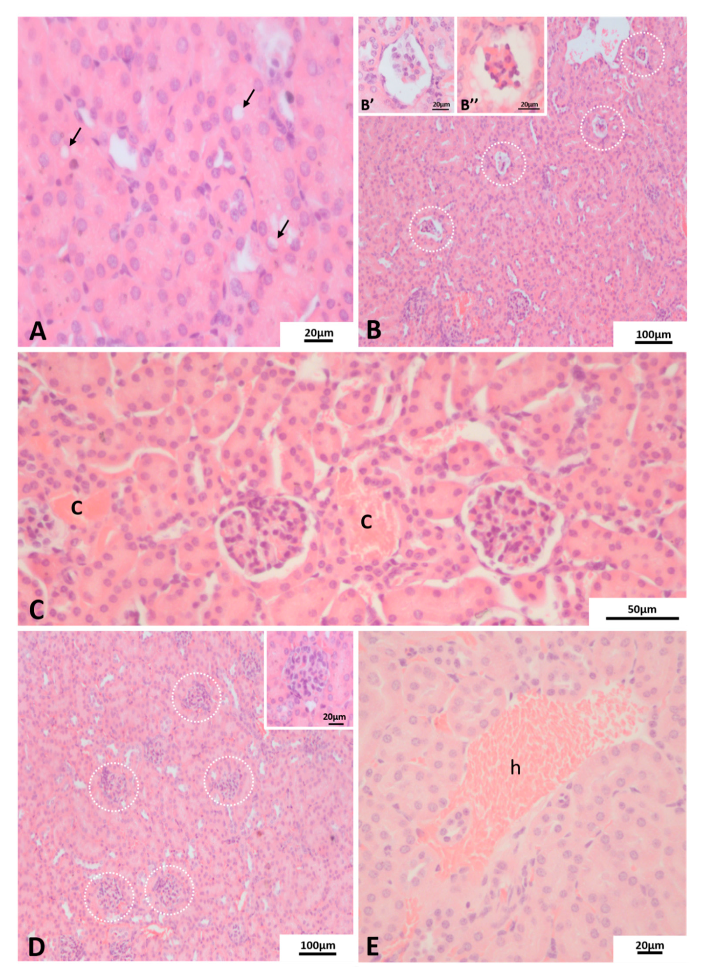 Pathogens 10 01084 g004