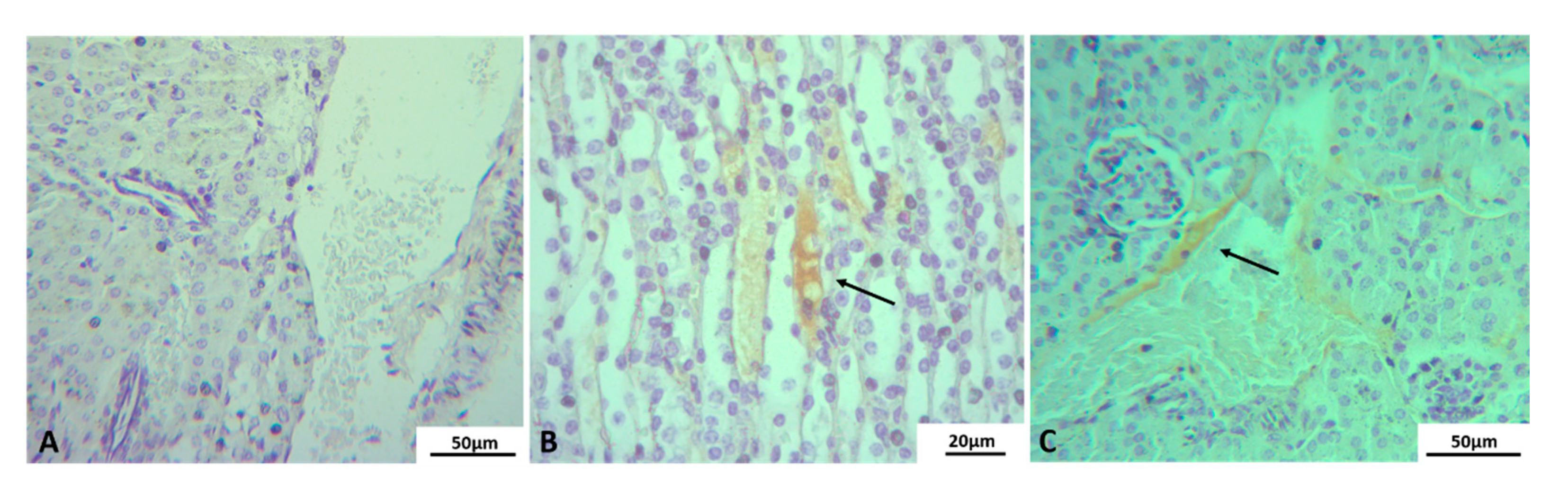 Pathogens 10 01084 g005