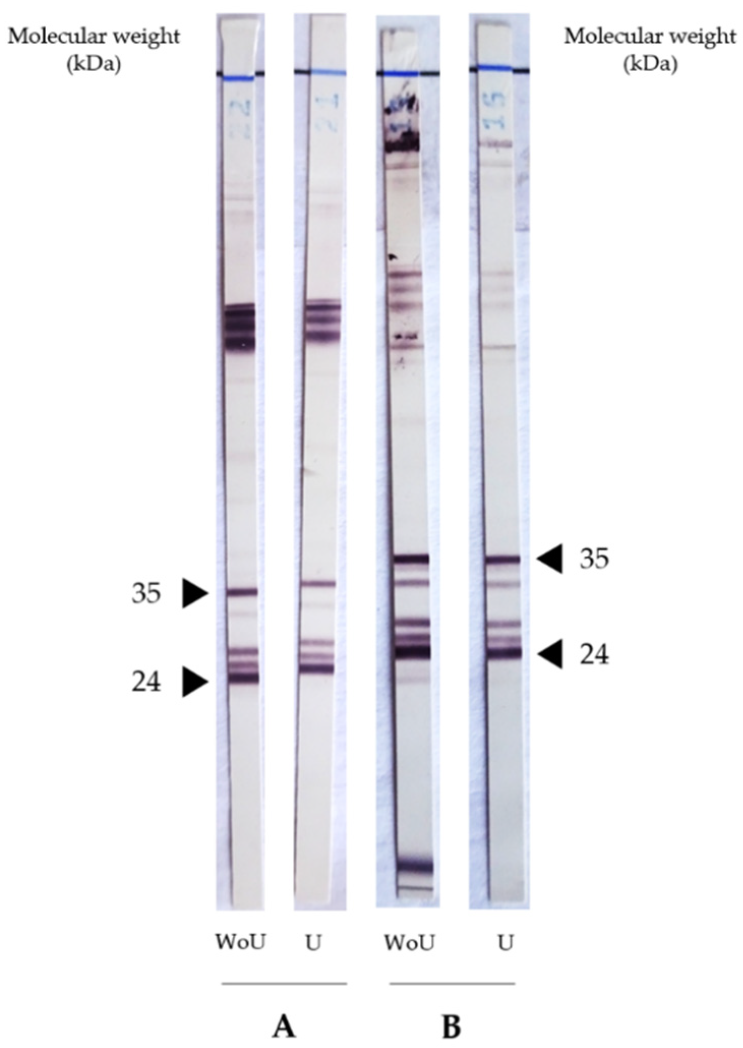 Pathogens 10 01086 g003 550