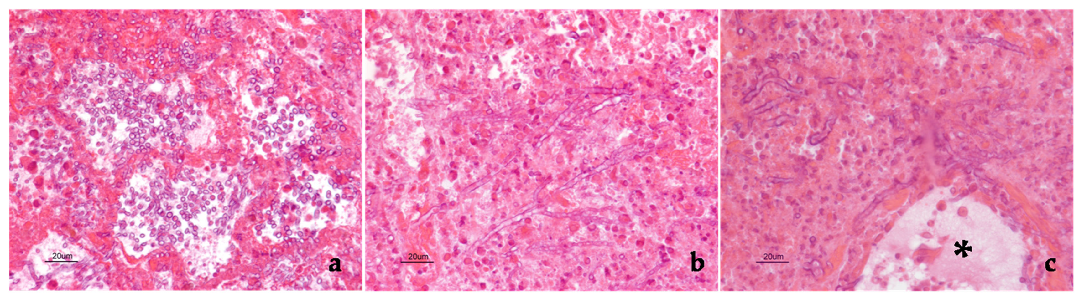 Pathogens 10 01087 g001 550