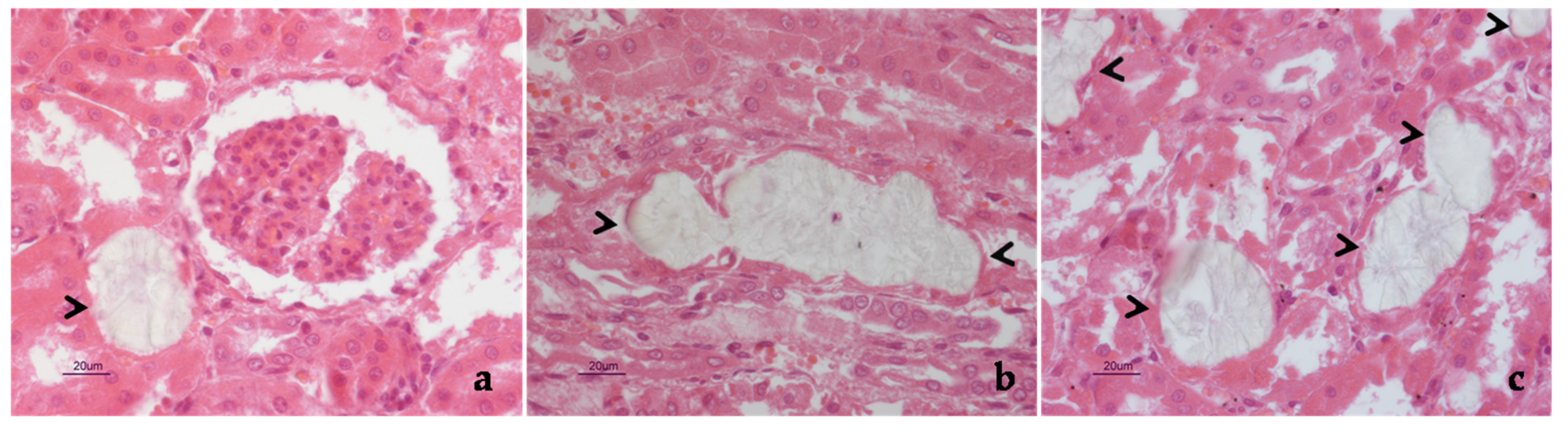 Pathogens 10 01087 g002 550