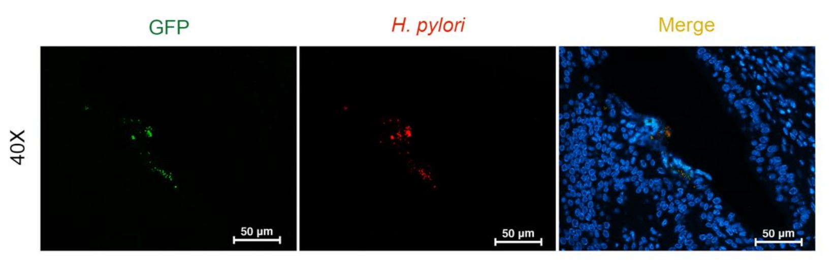 Pathogens 10 01089 g005 Pathogens 10 01089 g005
