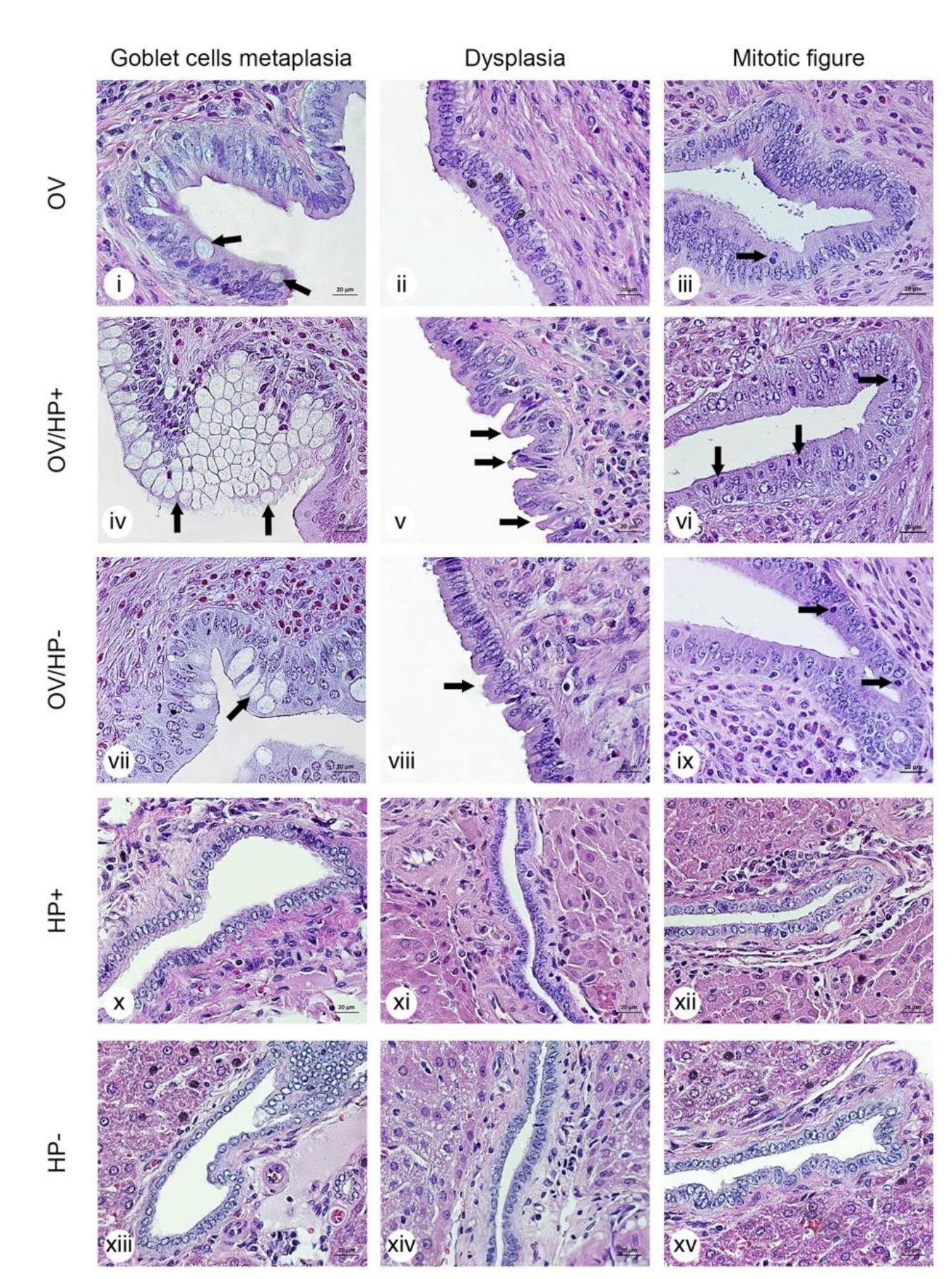 Pathogens 10 01089 g008 Pathogens 10 01089 g008