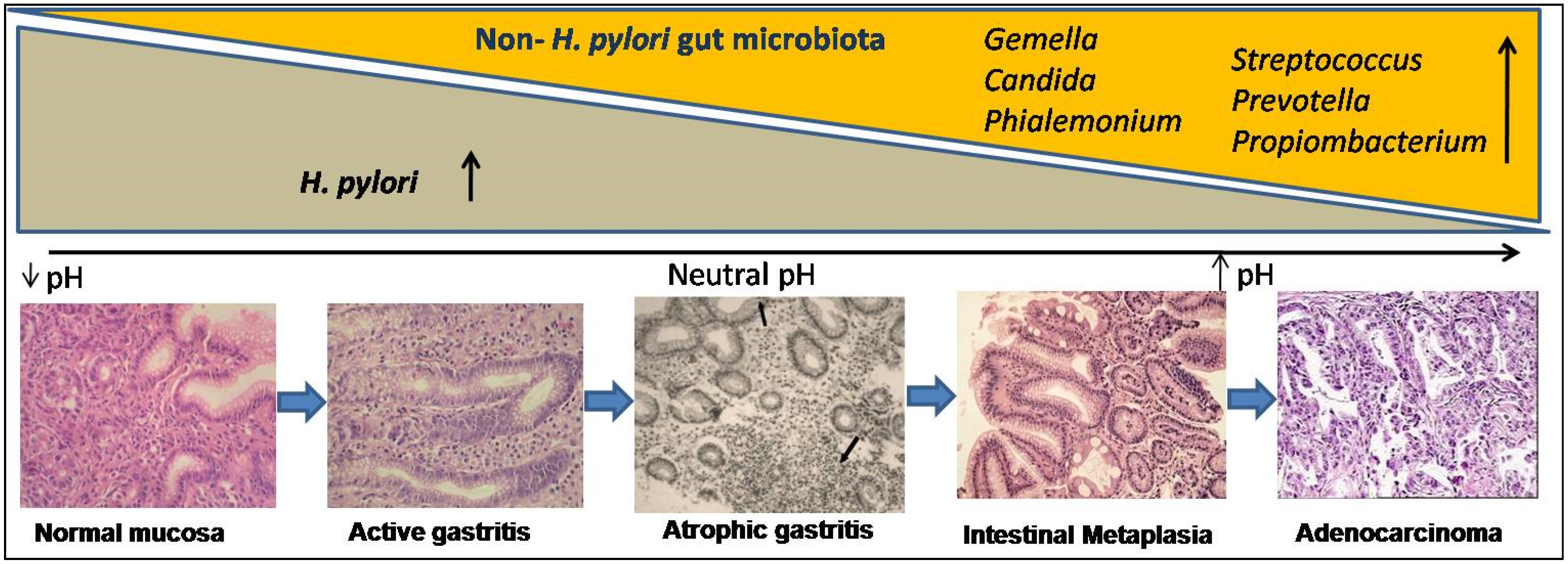 Pathogens 10 01099 g002