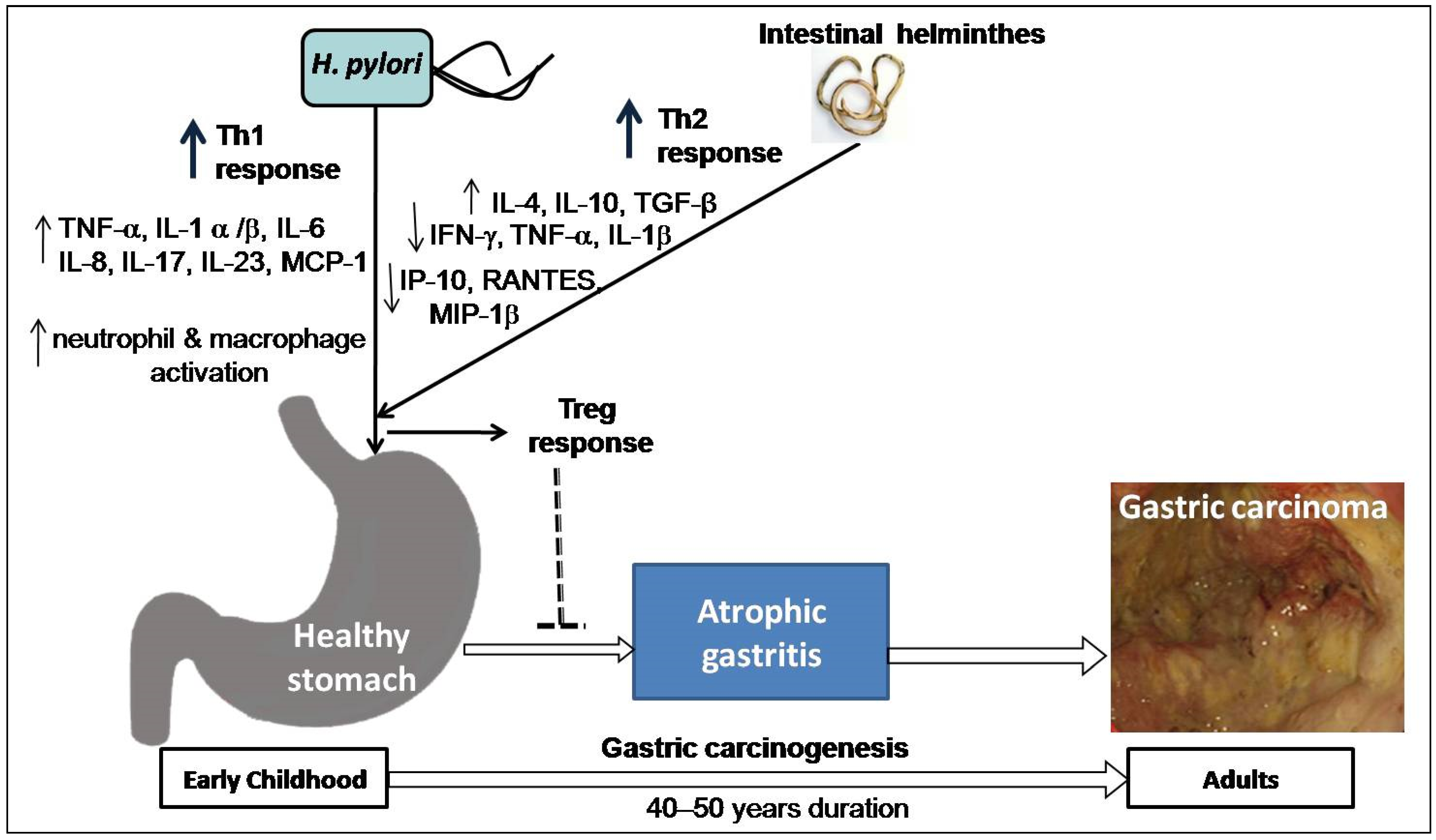 Pathogens 10 01099 g003
