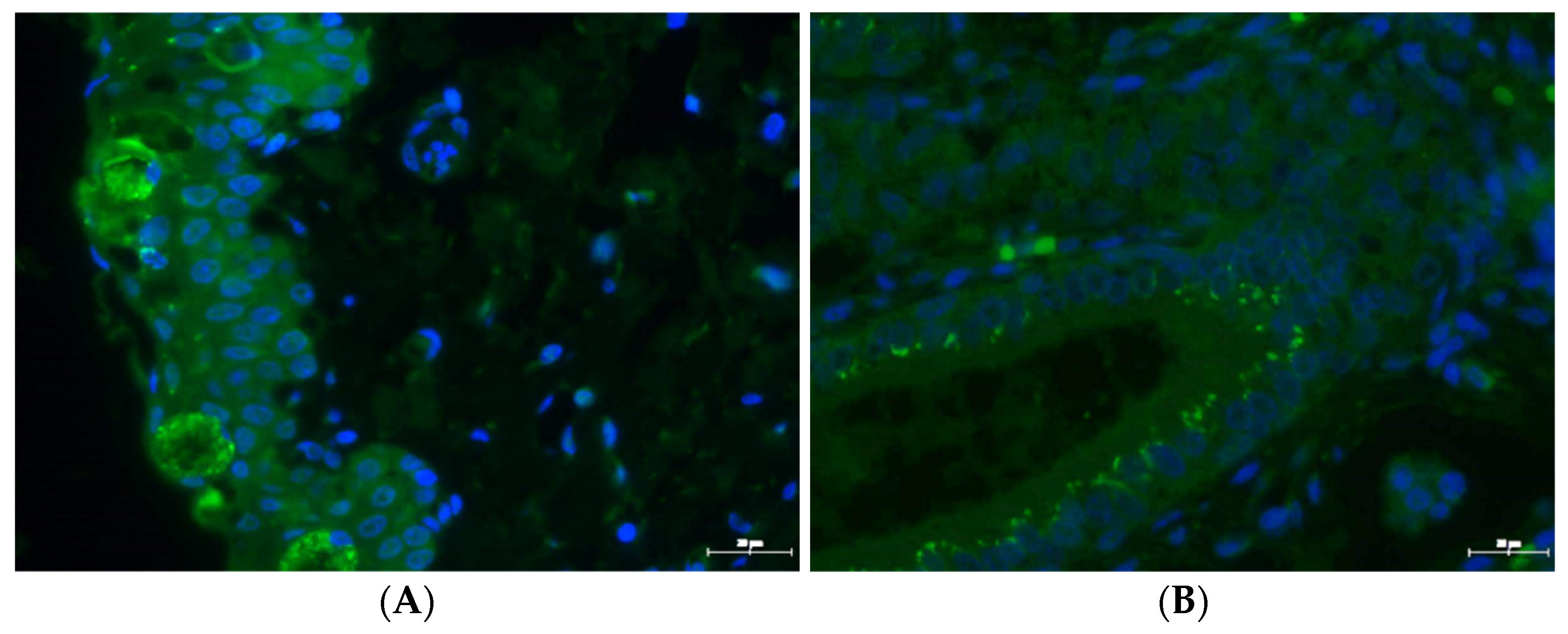 Pathogens 10 01103 g006 Pathogens 10 01103 g006