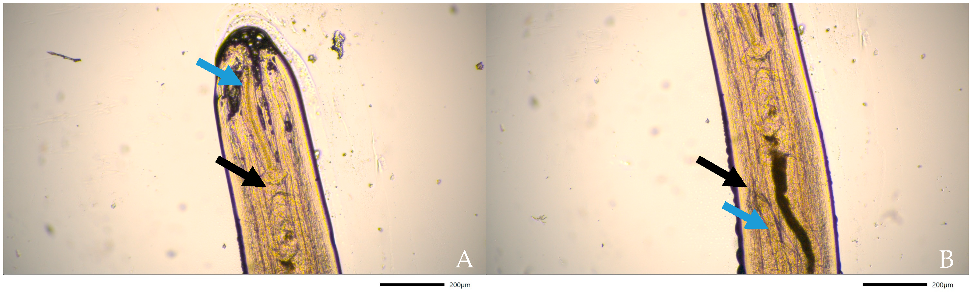 Pathogens 10 01104 g005