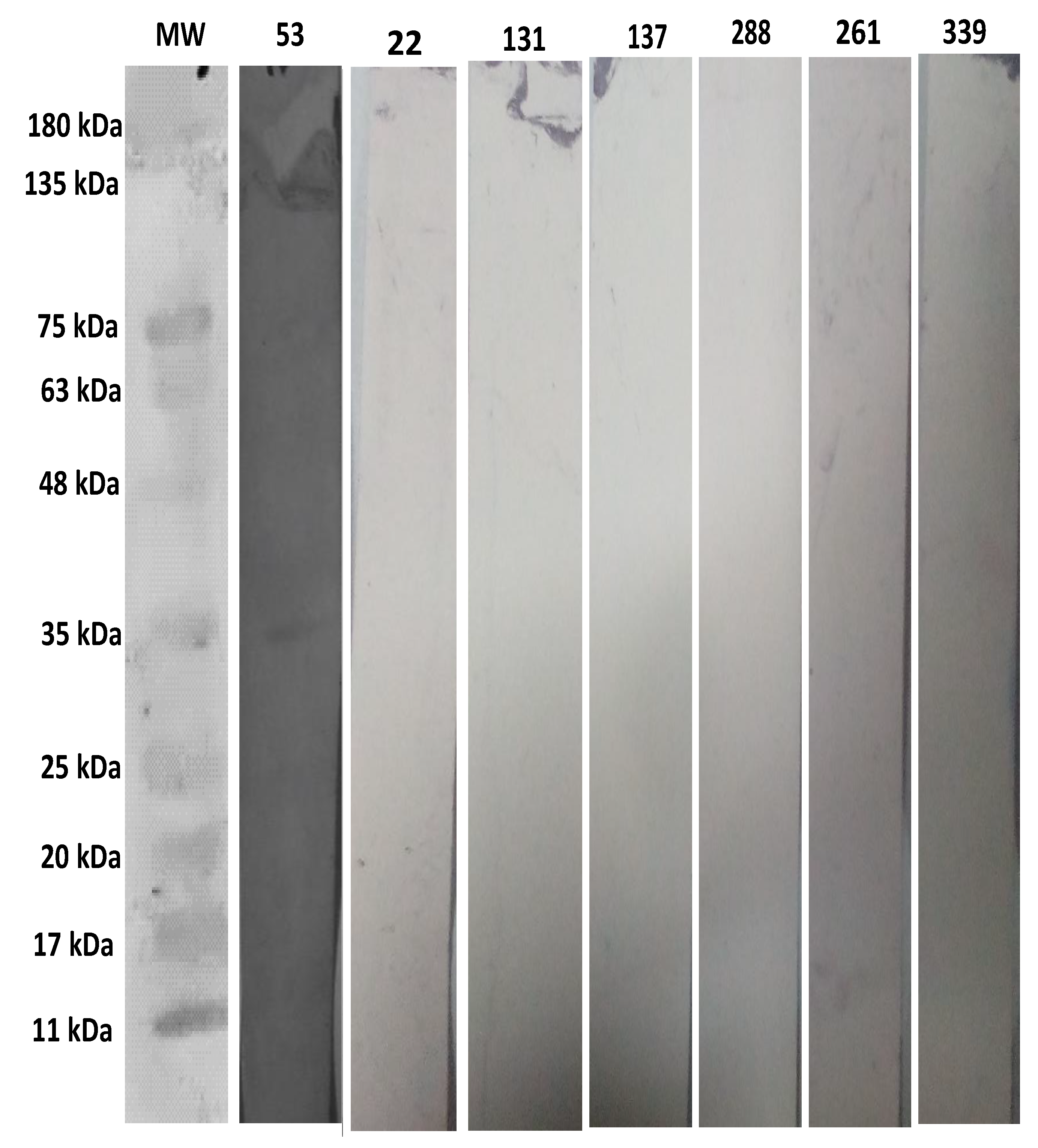Pathogens 10 01111 g004