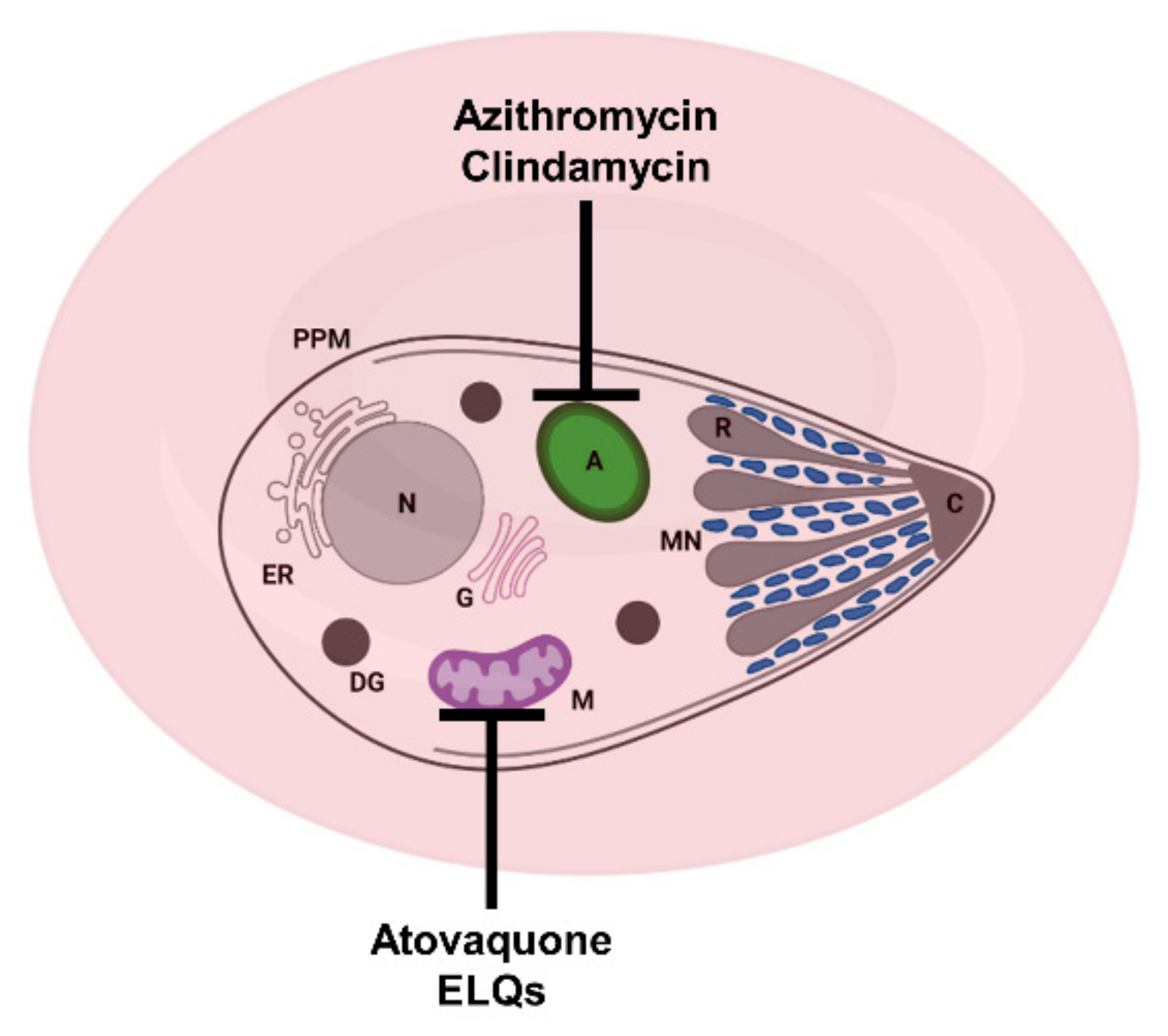 Pathogens 10 01120 g002