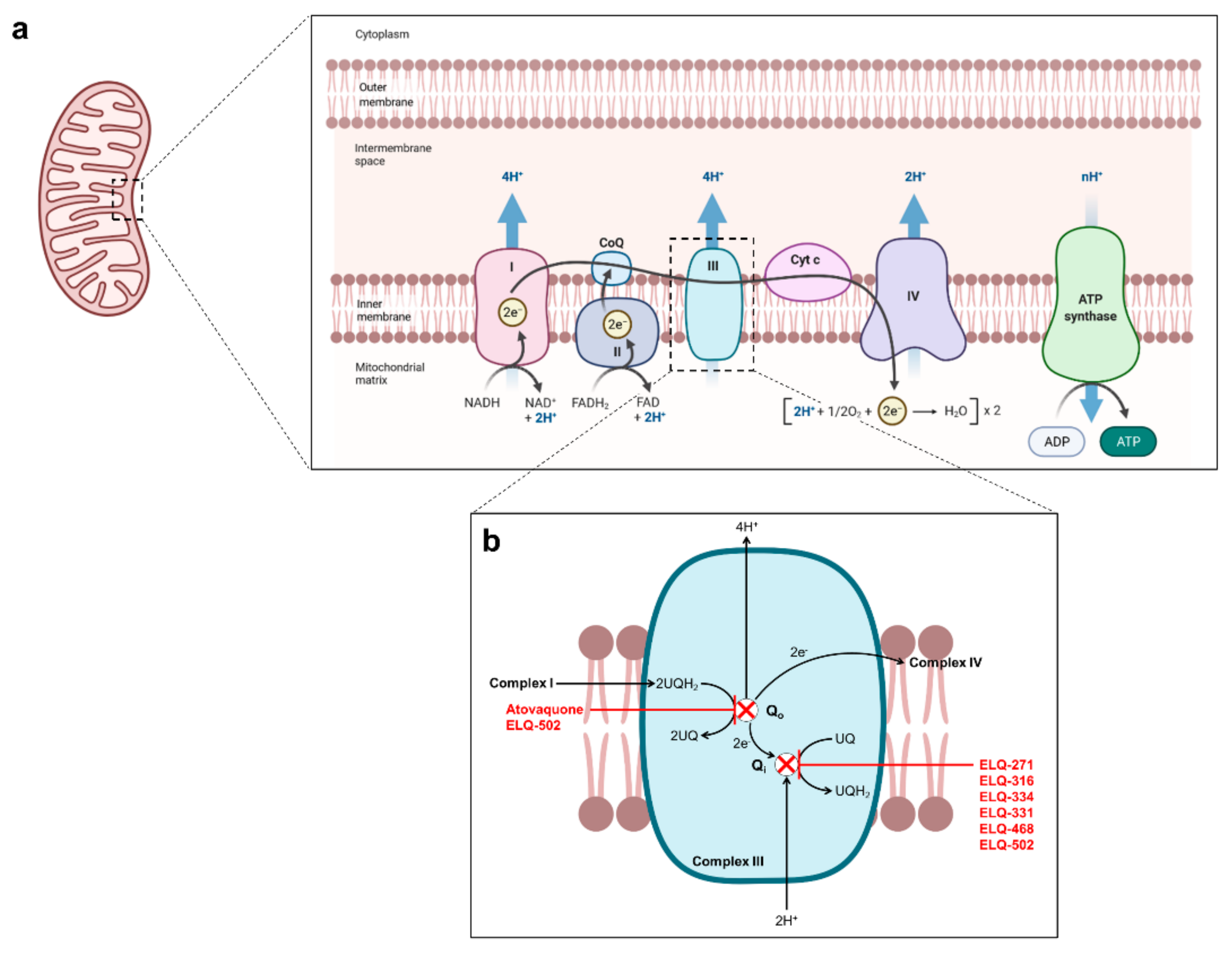 Pathogens 10 01120 g003