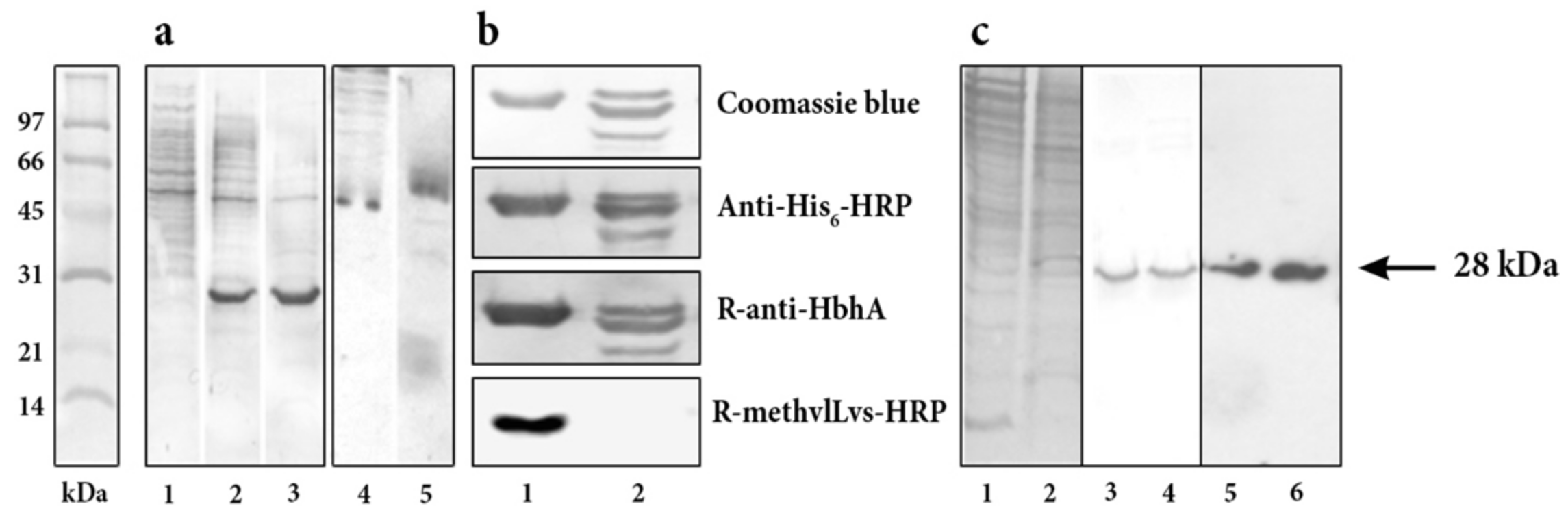 Pathogens 10 01139 g001