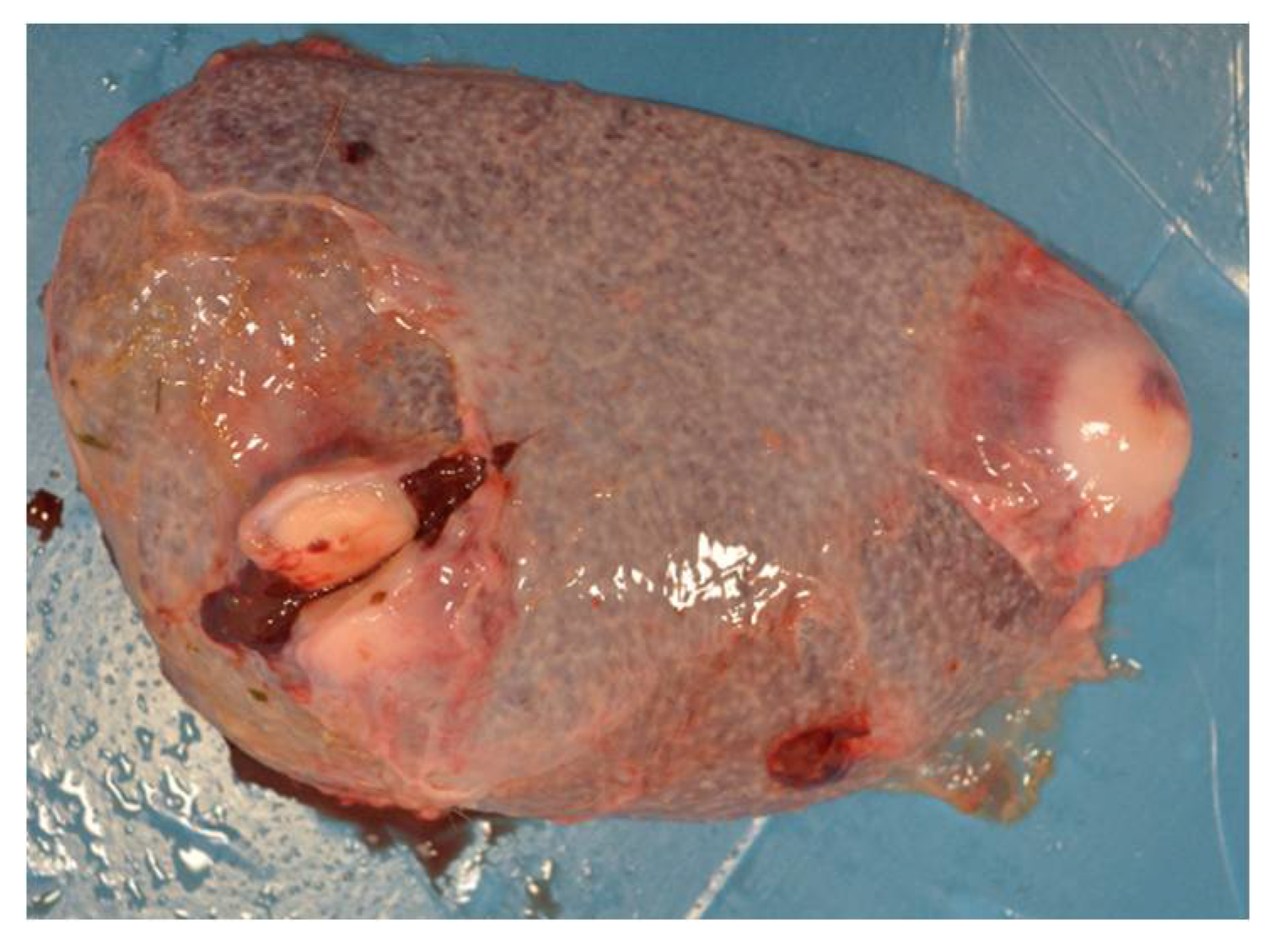 Pathogens 10 01141 g004 Pathogens 10 01141 g004