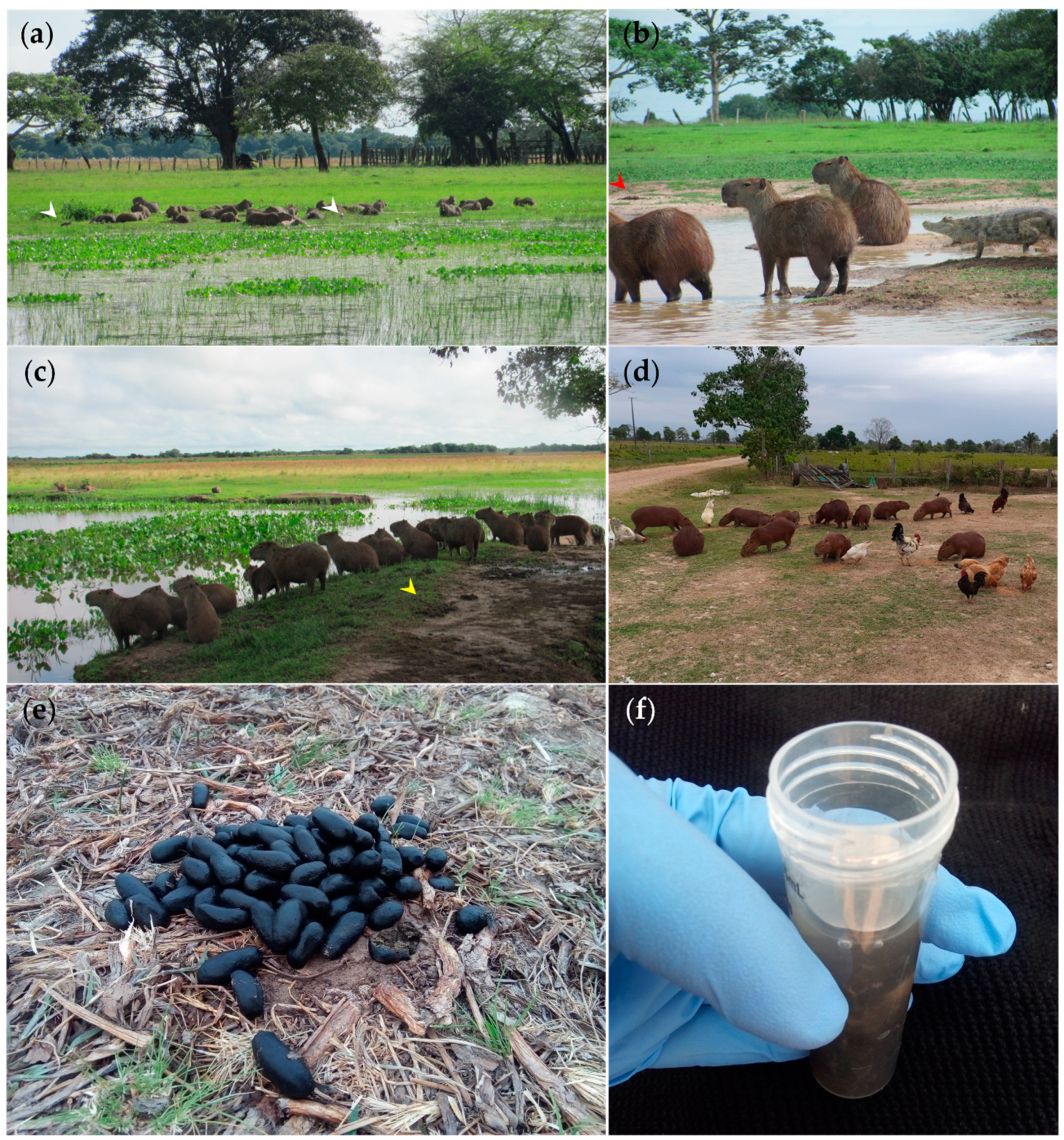 Pathogens 10 01152 g005