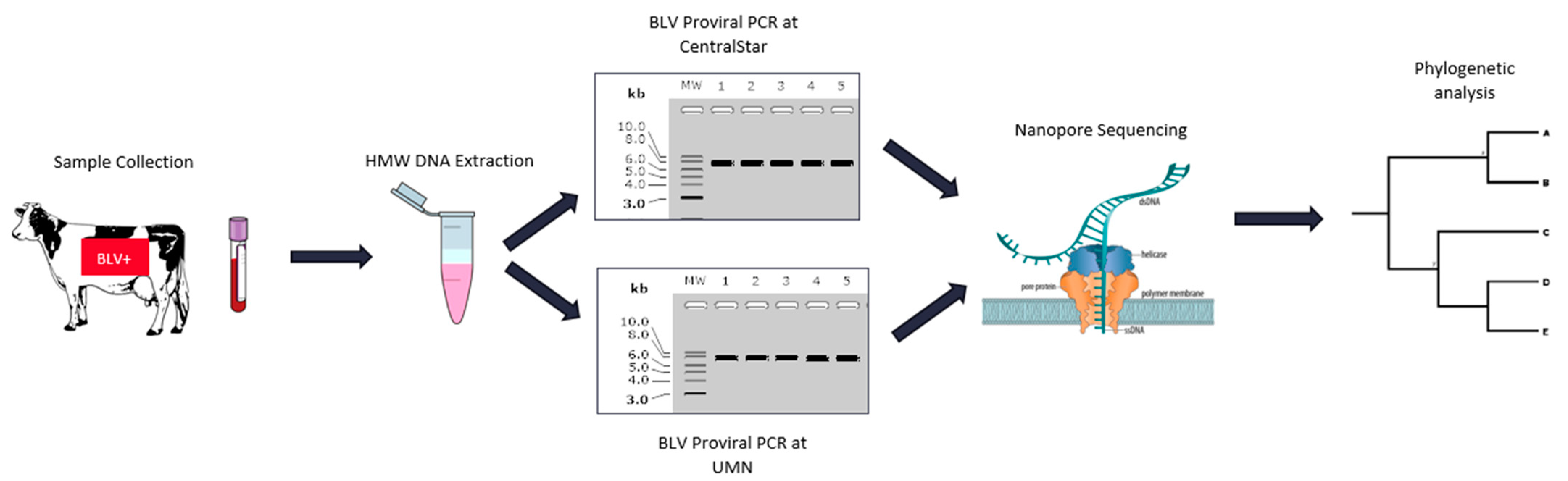Pathogens 10 01191 g002 Pathogens 10 01191 g002
