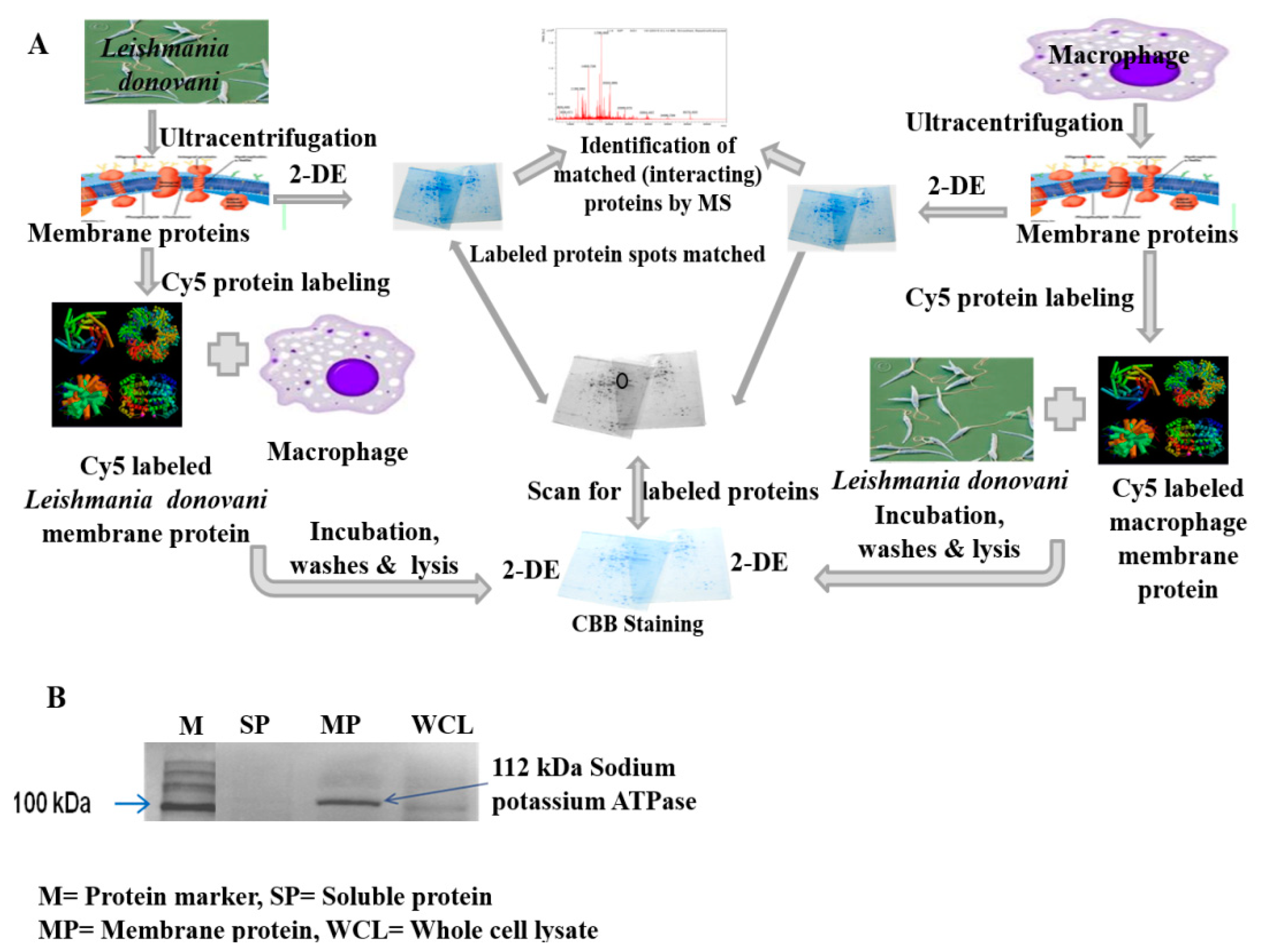 Pathogens 10 01194 g001 Pathogens 10 01194 g001