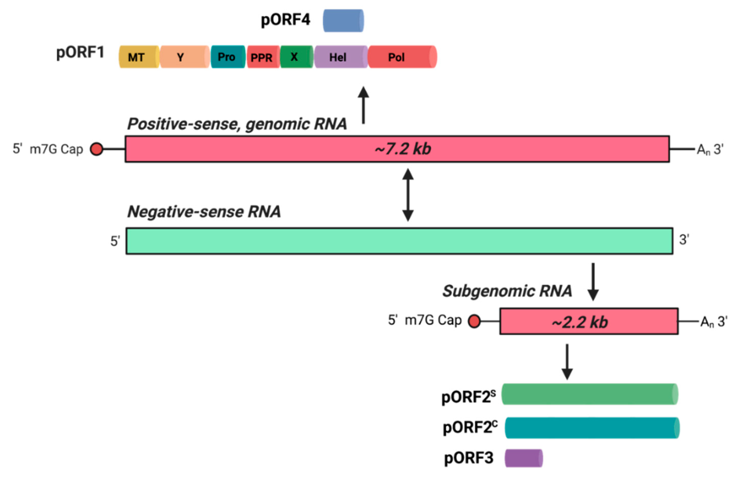 Pathogens 10 01206 g001