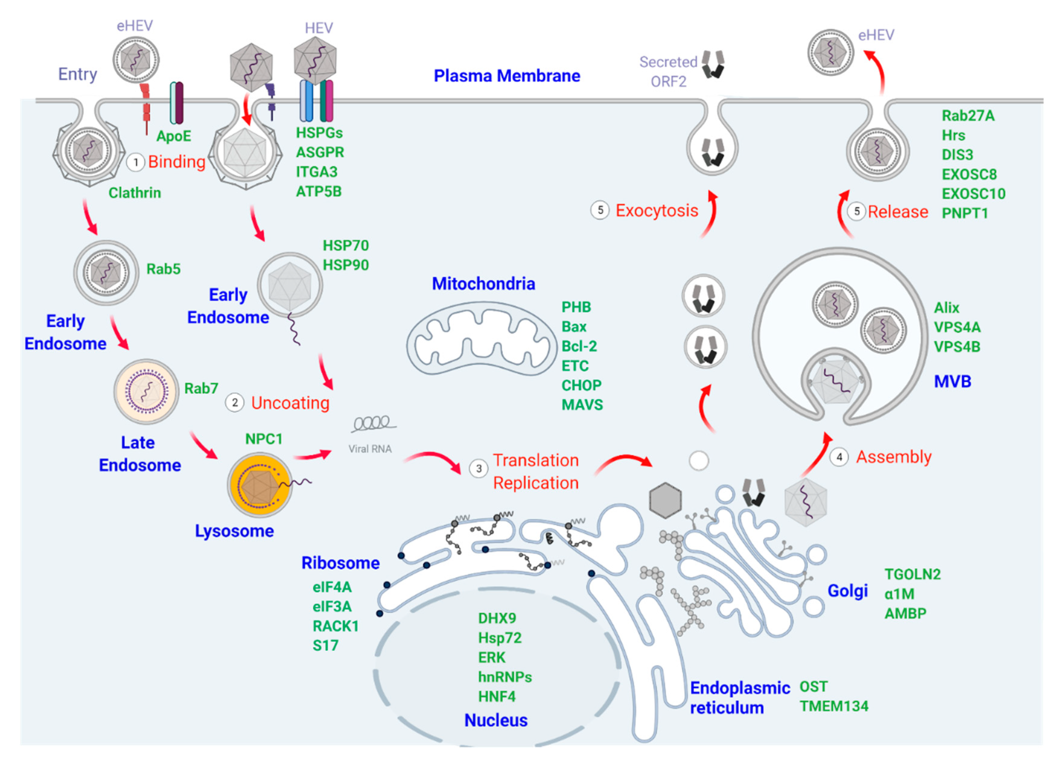 Pathogens 10 01206 g002