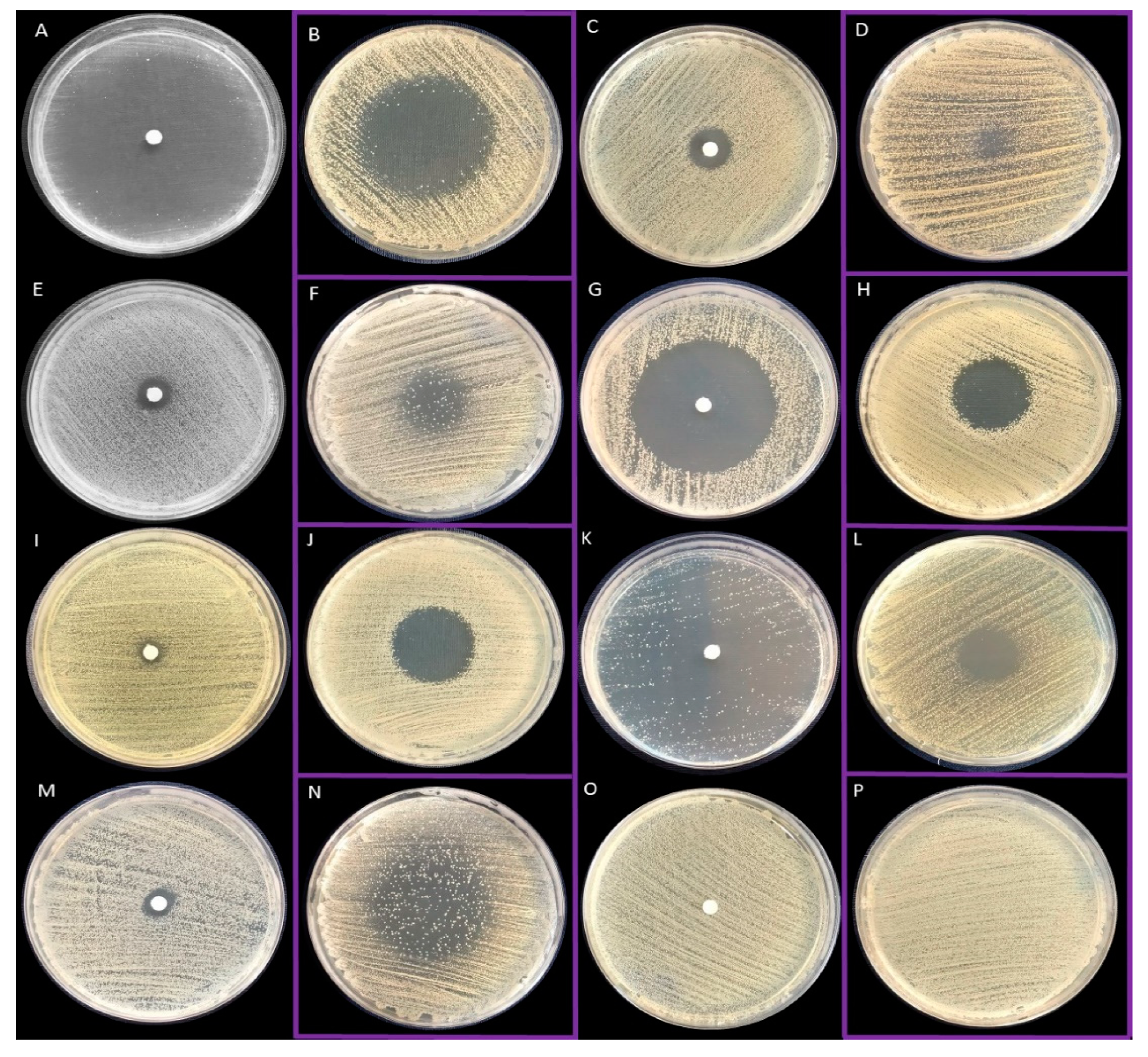 Pathogens 10 01207 g002 Pathogens 10 01207 g002