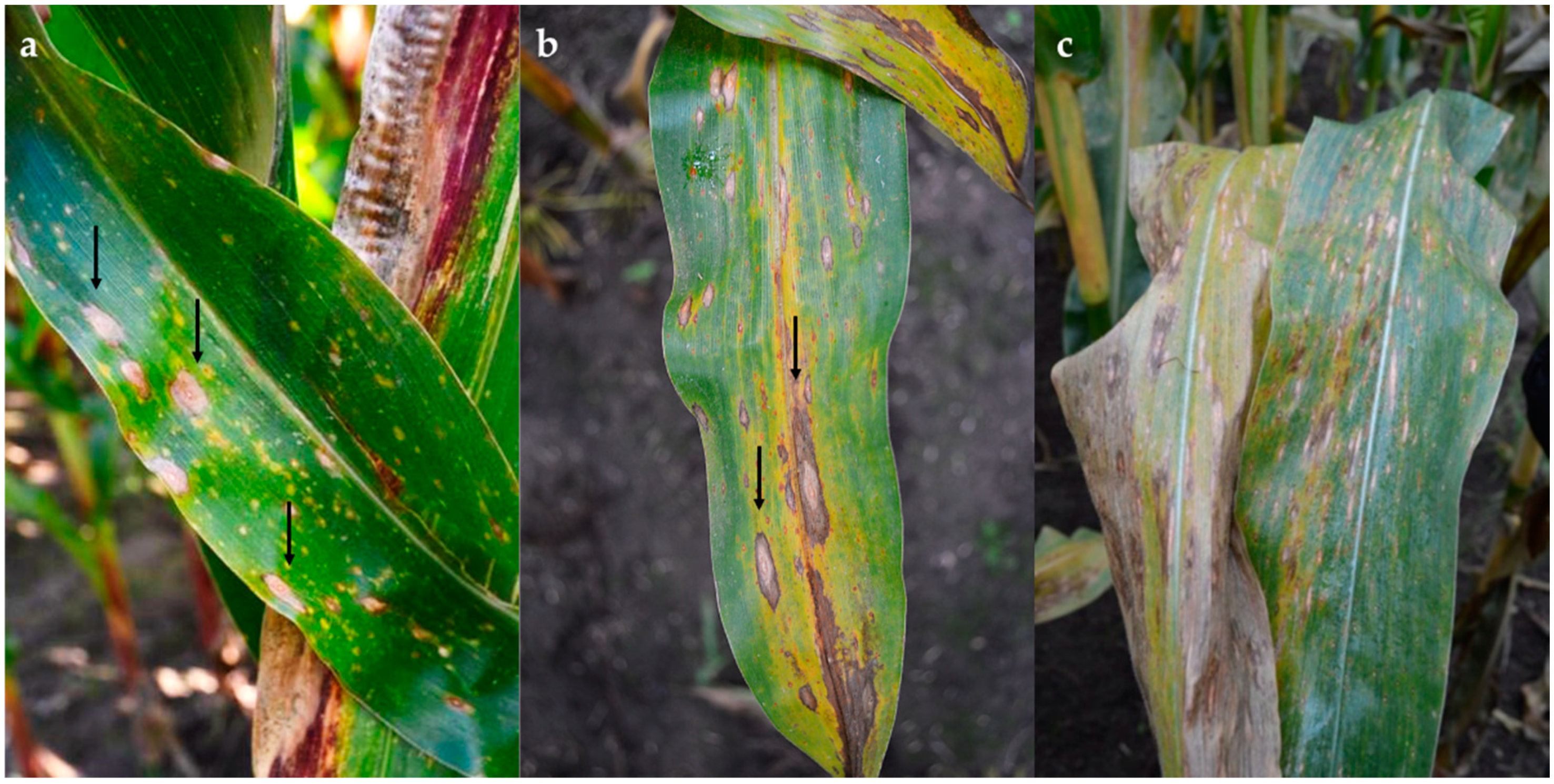 Pathogens 10 01216 g001 Pathogens 10 01216 g001