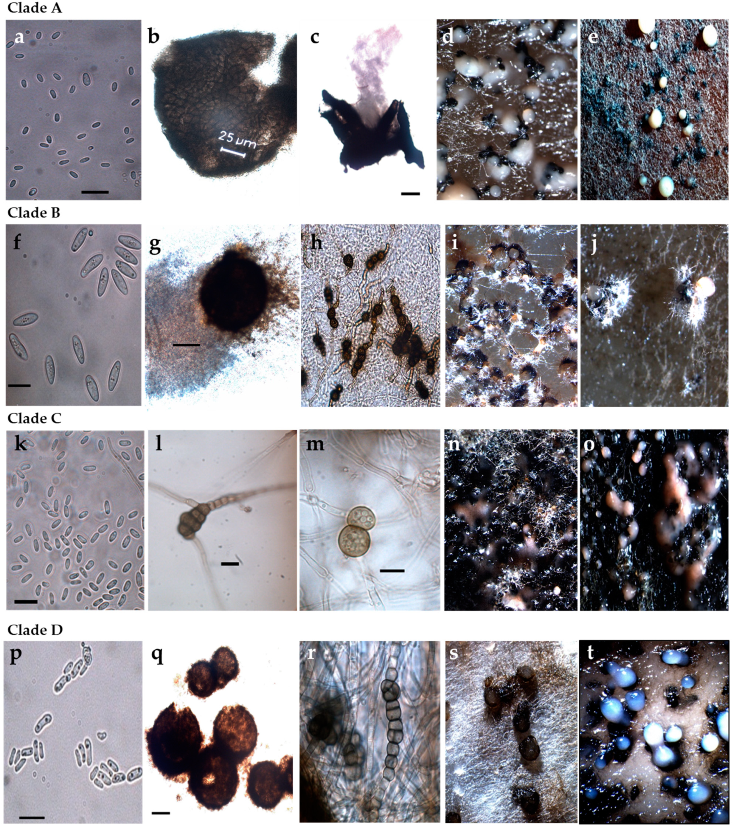 Pathogens 10 01216 g003 Pathogens 10 01216 g003
