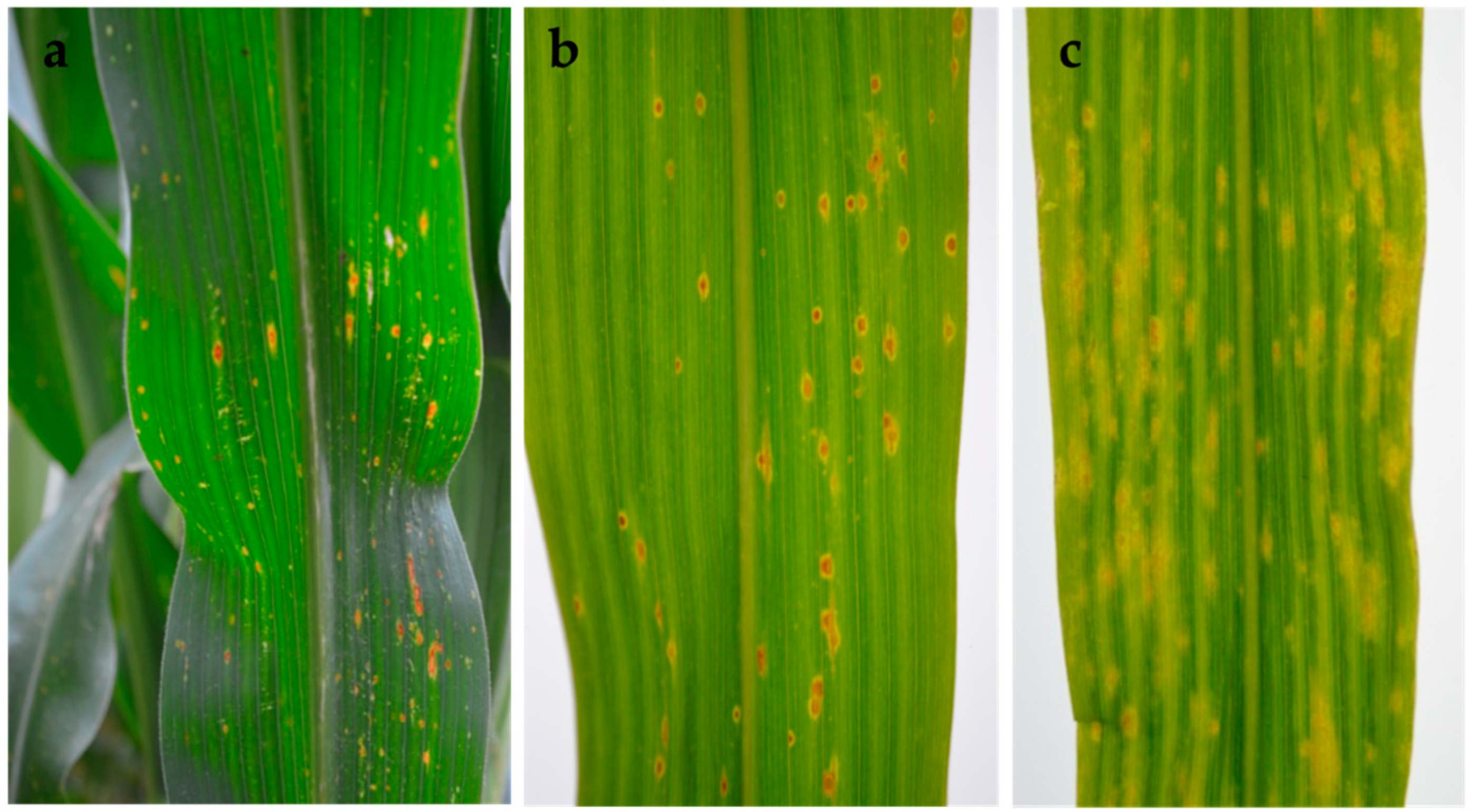 Pathogens 10 01216 g005 Pathogens 10 01216 g005