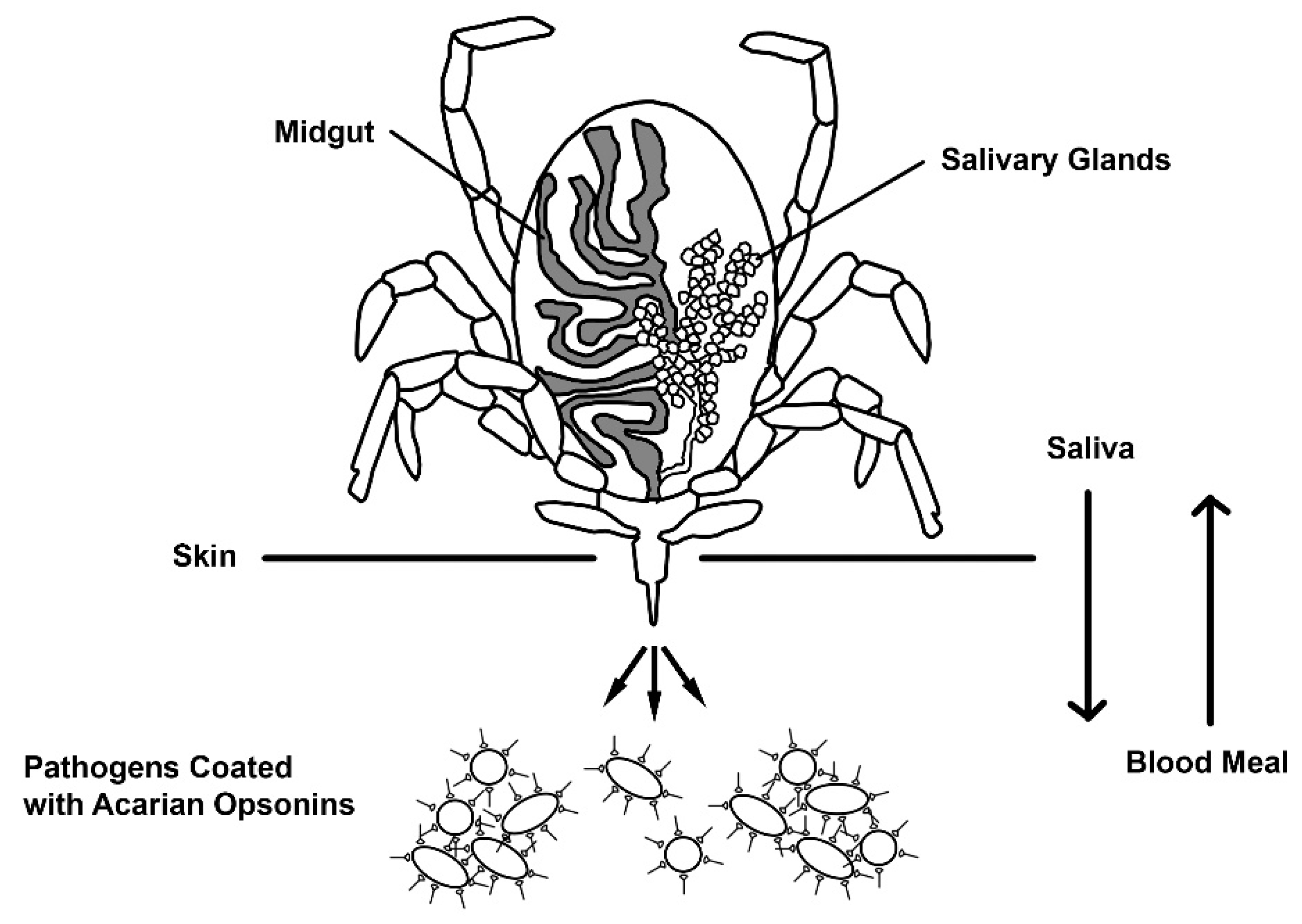 Pathogens 10 01220 g001 Pathogens 10 01220 g001