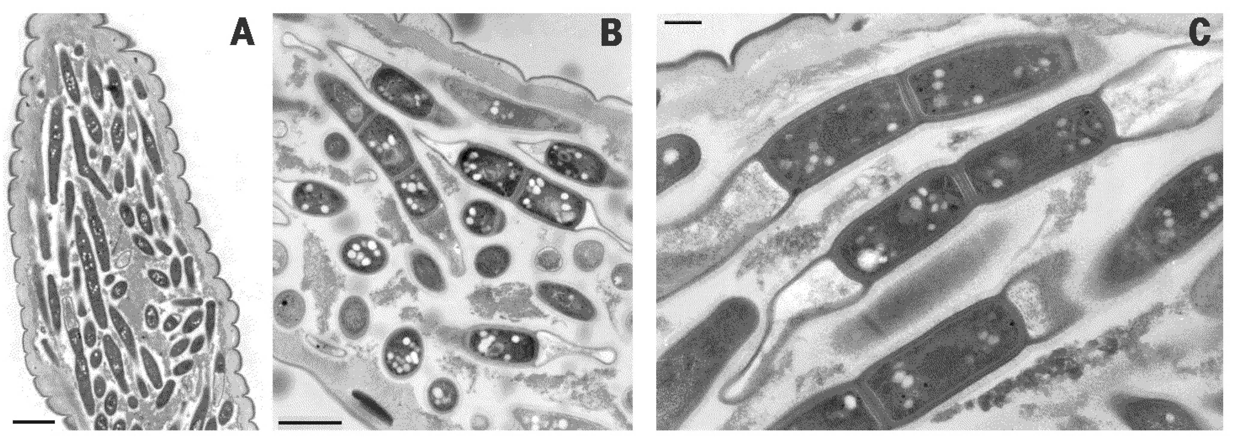 Pathogens 10 01226 g002